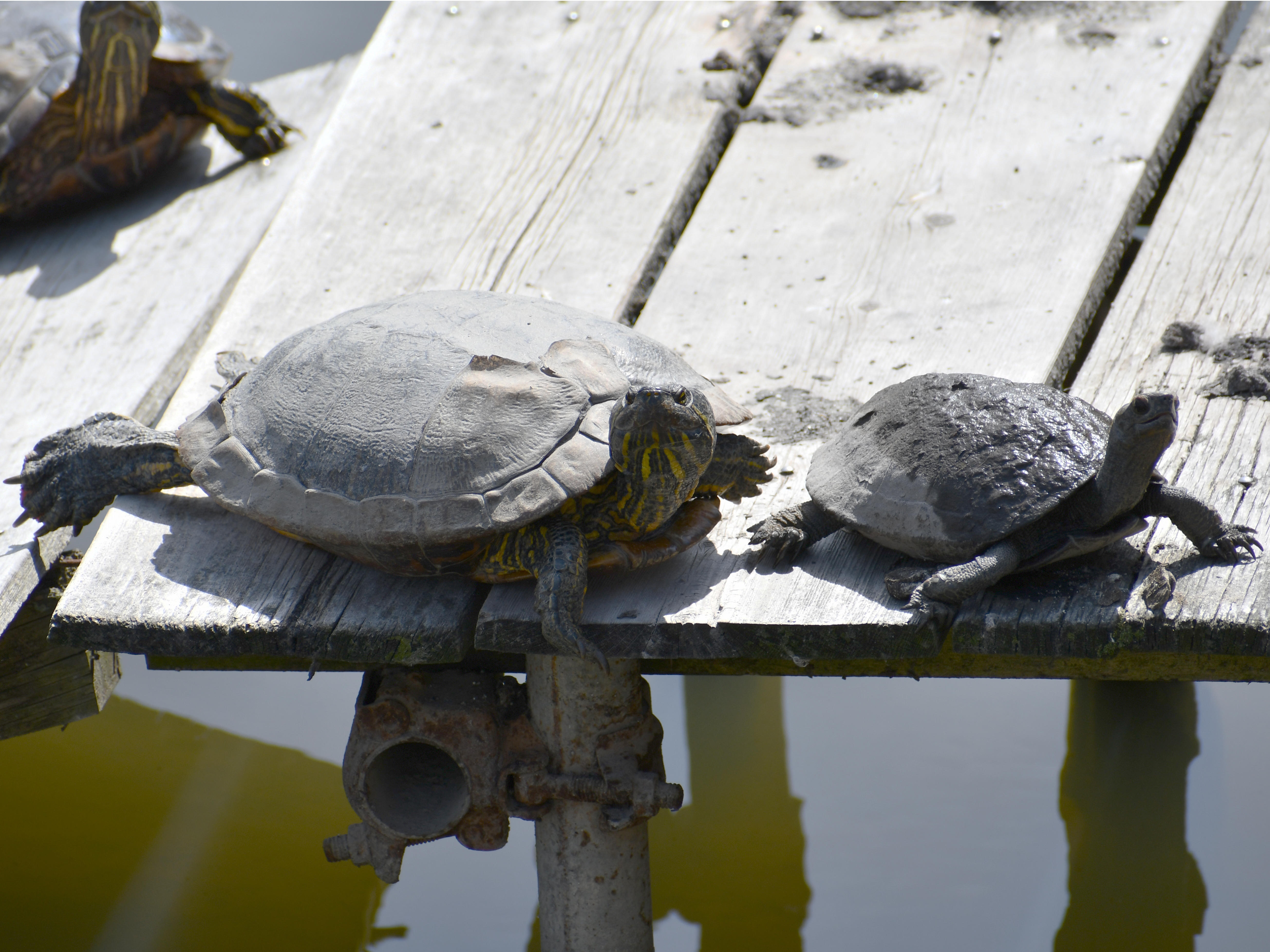 #11:
          L: Invasive Red-Eared Slider ; R: Japanese Stone Turtle
          f/8 at 270mm - Shutter Speed: 1/500 - ISO: 200