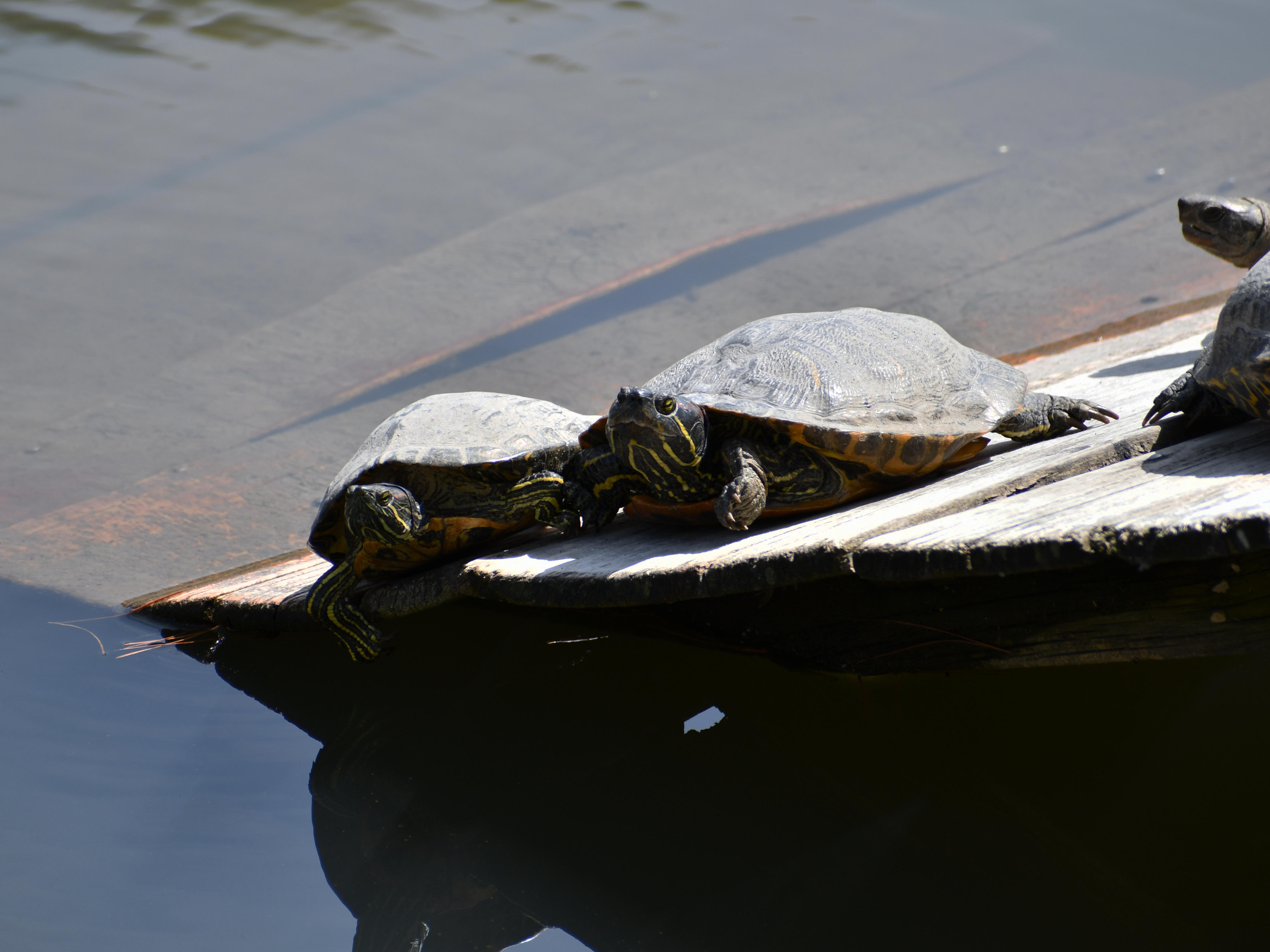 #12:
          A Pair of Red-Eared Sliders, Nagano.
          f/8 at 300mm - Shutter Speed: 1/500 - ISO: 200
