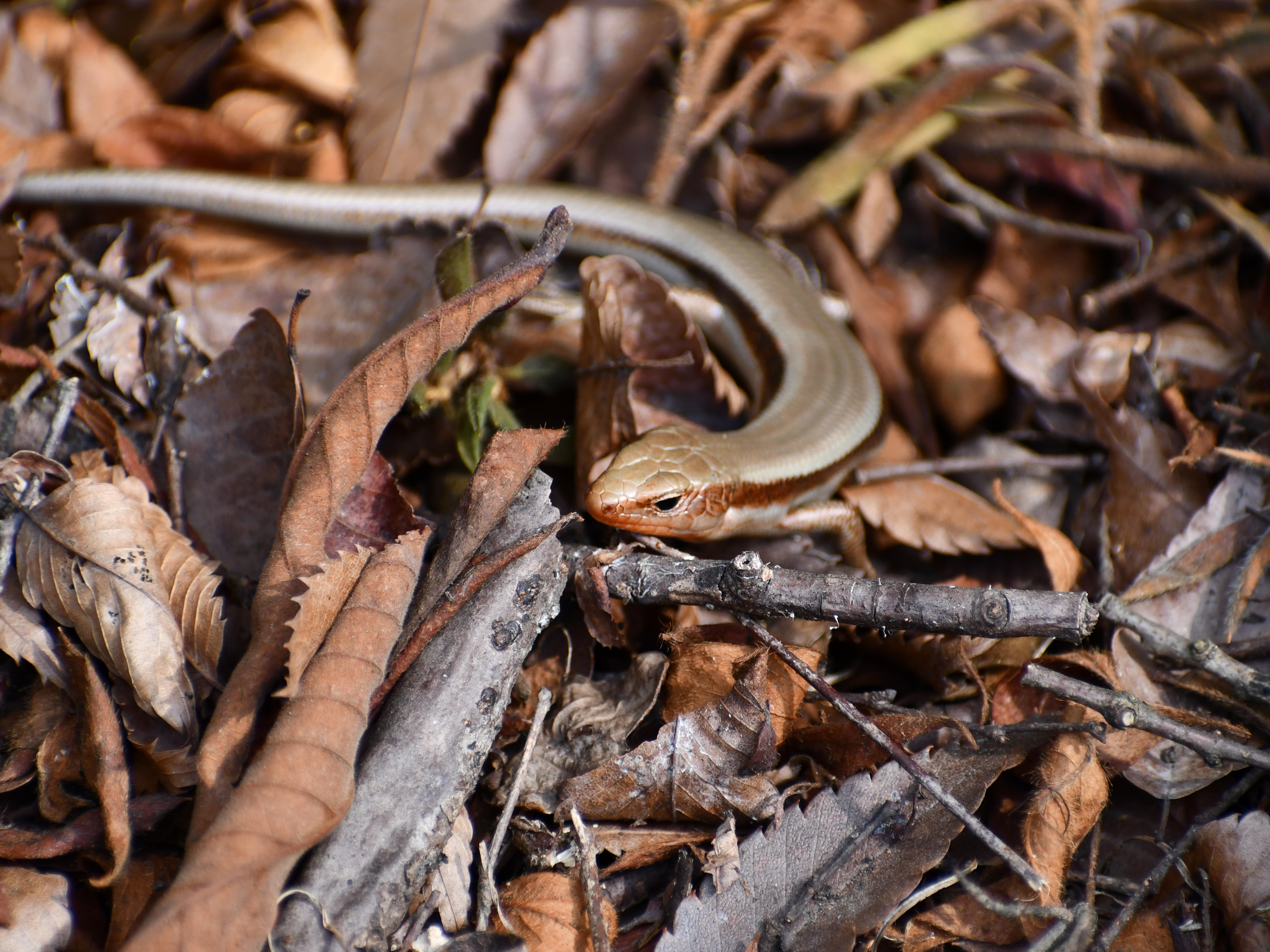 #13:
          Okada's five-lined skink, Gunma.
          f/5.3 at 200mm - Shutter Speed: 1/500 - ISO: 400