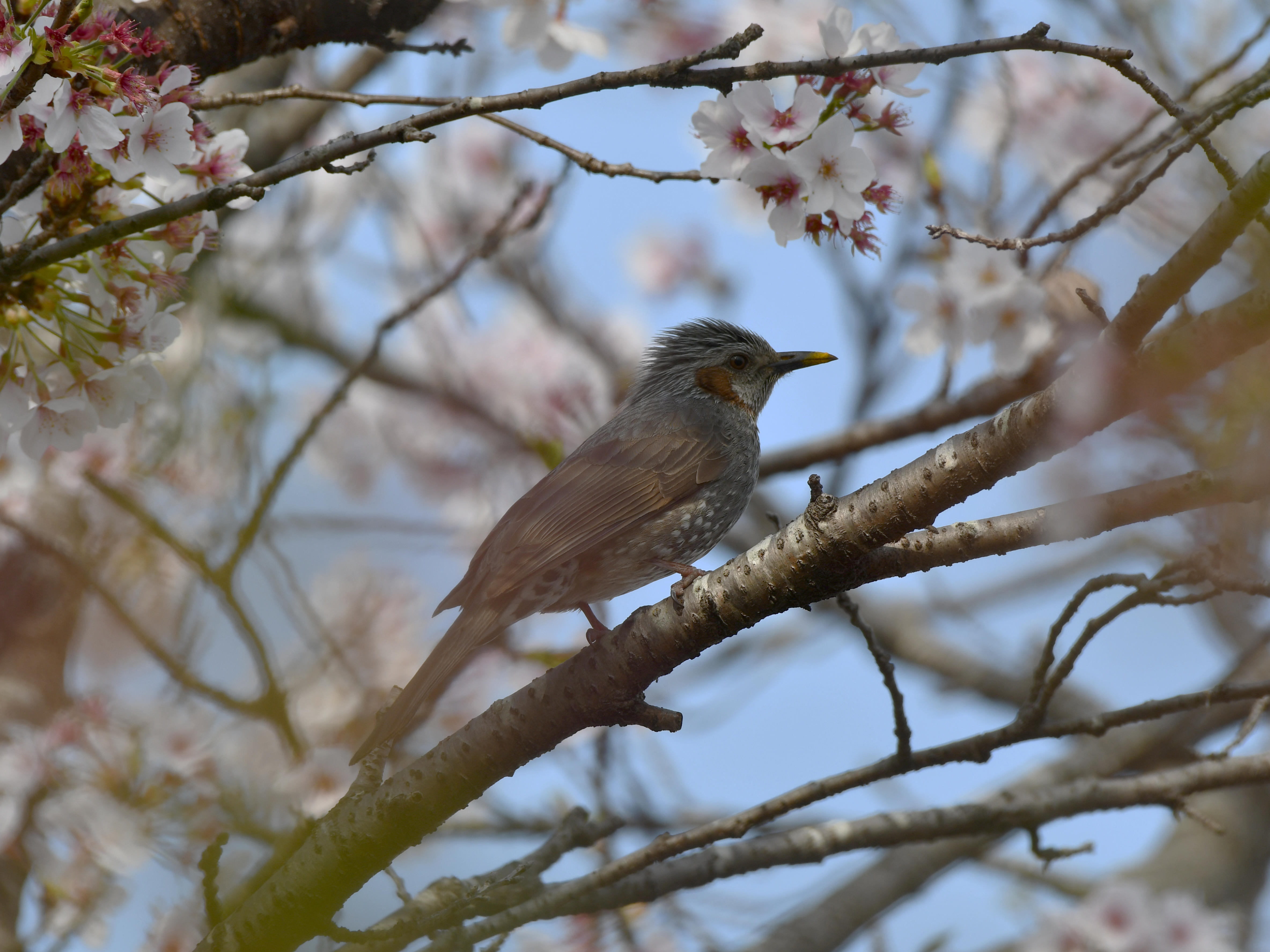 #14:
          Brown-eared Bulbul, Gunma
          f/8 at 500mm - Shutter Speed: 1/500 - ISO: 200