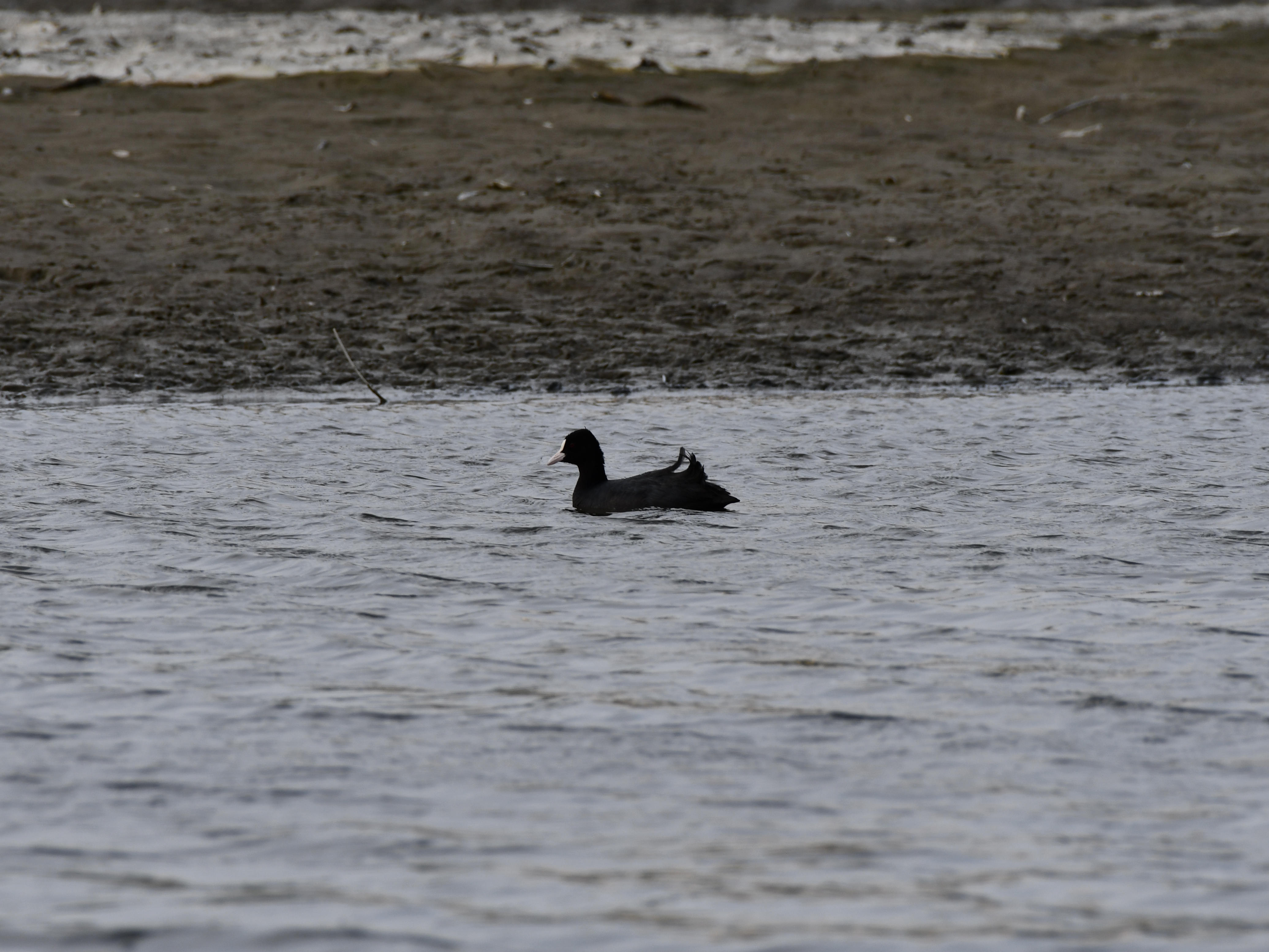 #15:
          Eurasian Coot, Gunma.
          f/8 at 500mm - Shutter Speed: 1/500 - ISO: 180