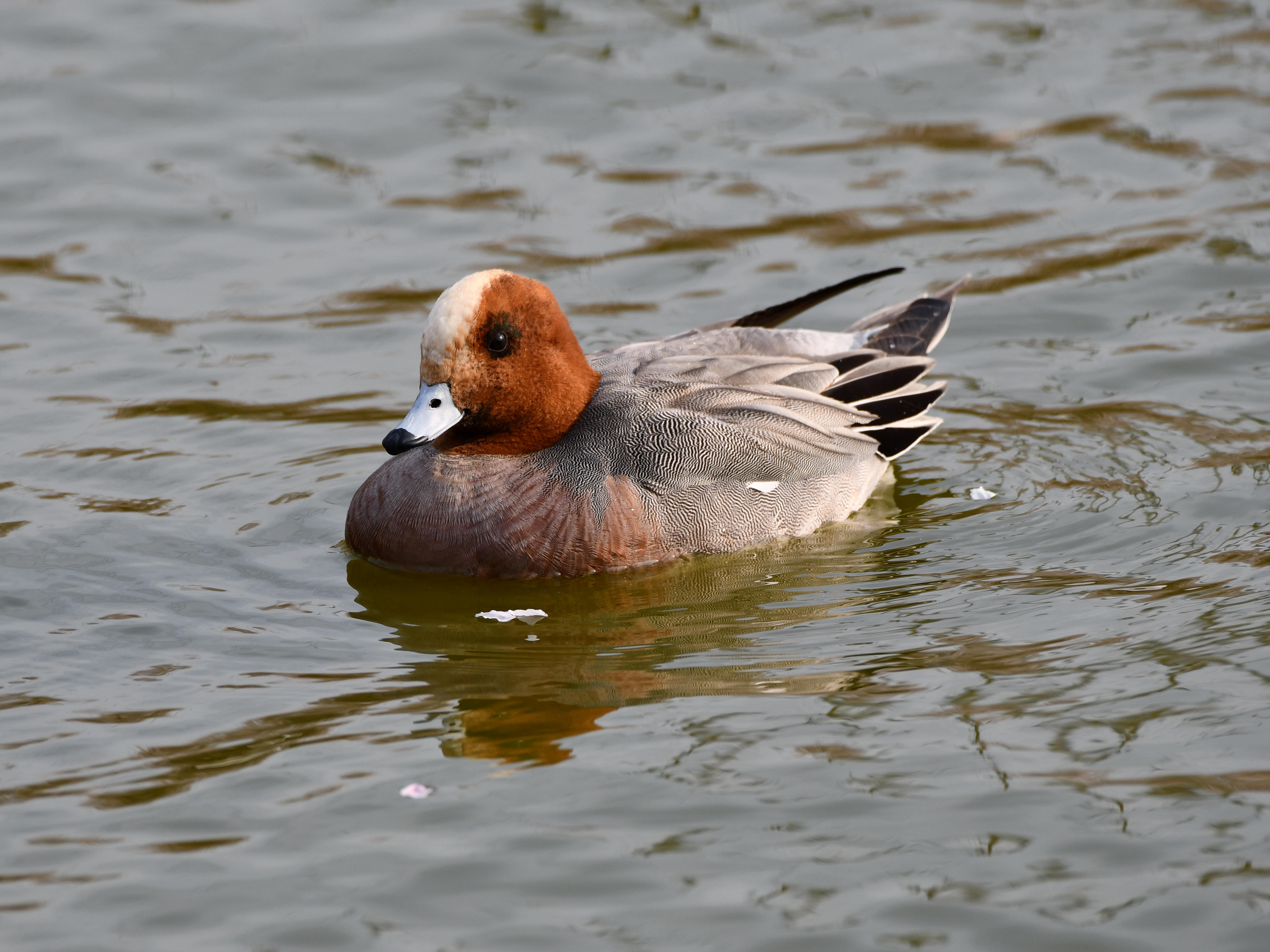 #16:
          Eurasian Wigeon, Gunma.
          f/6.3 at 500mm - Shutter Speed: 1/500 - ISO: 200
