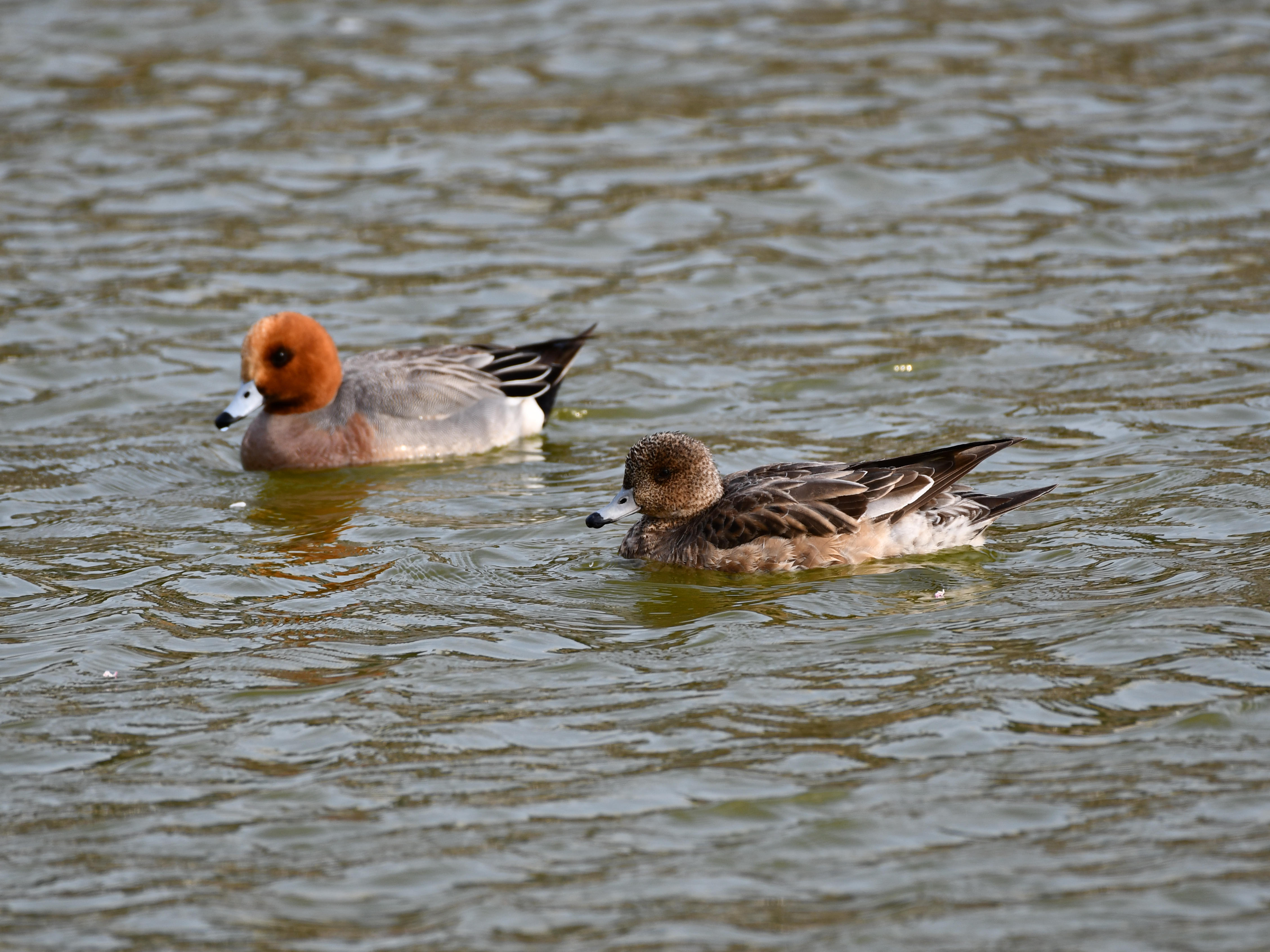 #17:
          A pair of Eurasian Wigeons, Gunma.
          f/5.6 at 500mm - Shutter Speed: 1/500 - ISO: 200