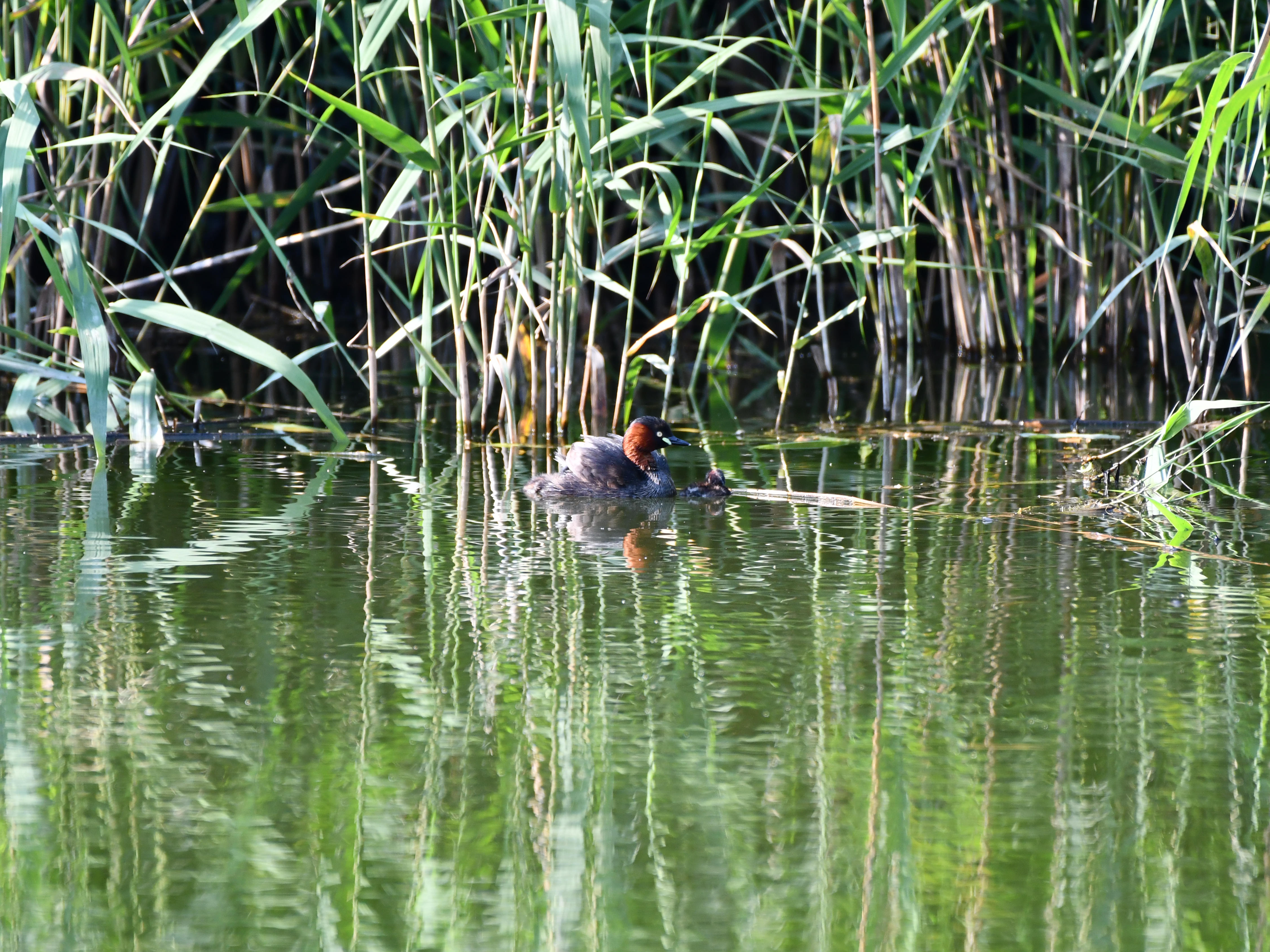 #18:
          Little Grebe with chick, Gunma.
          f/5.6 at 500mm - Shutter Speed: 1/500 - ISO: 640