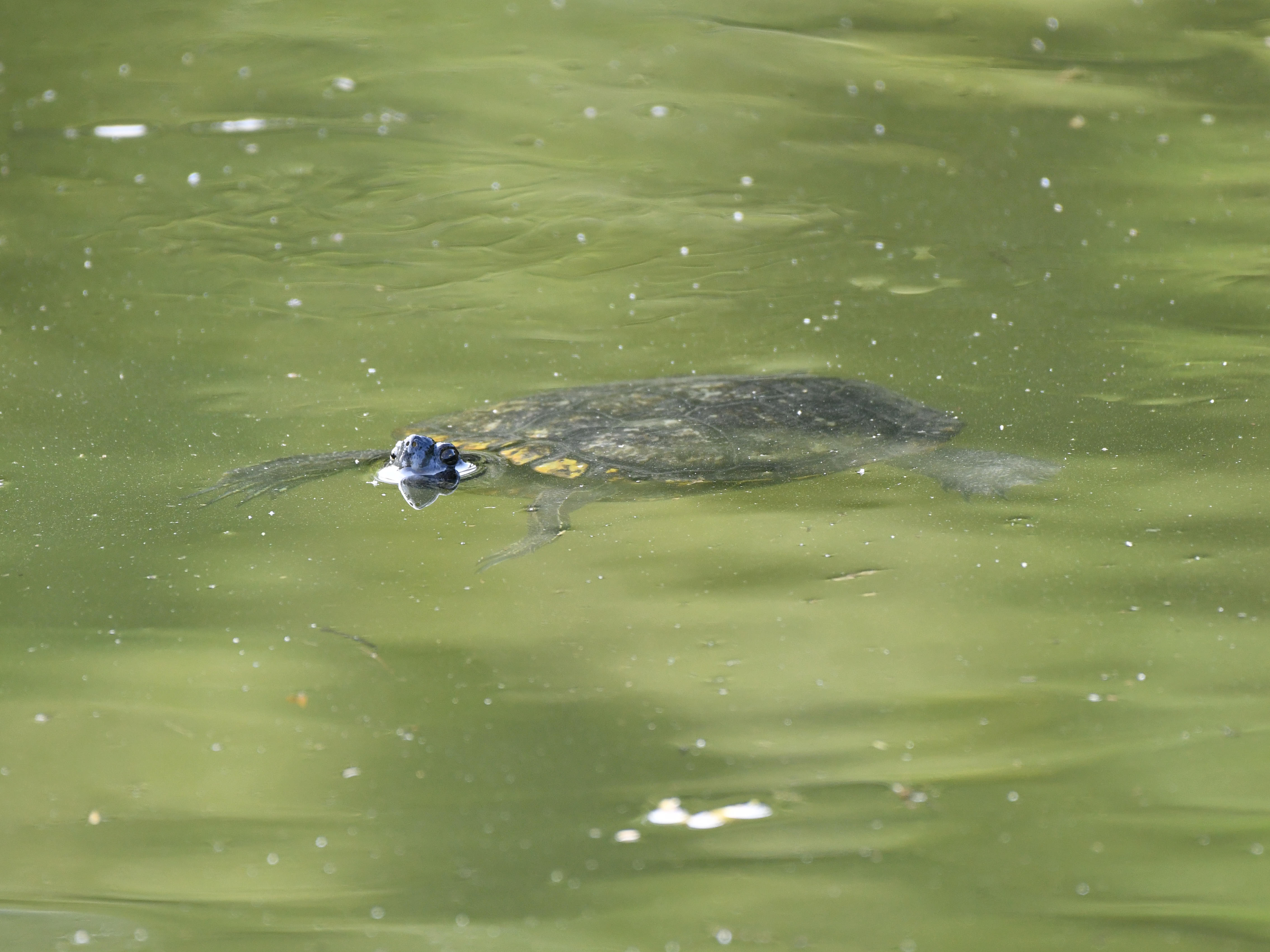 #19:
          Japanese Pond Turtle, Gunma.
          f/5.6 at 500mm - Shutter Speed: 1/400 - ISO: 800