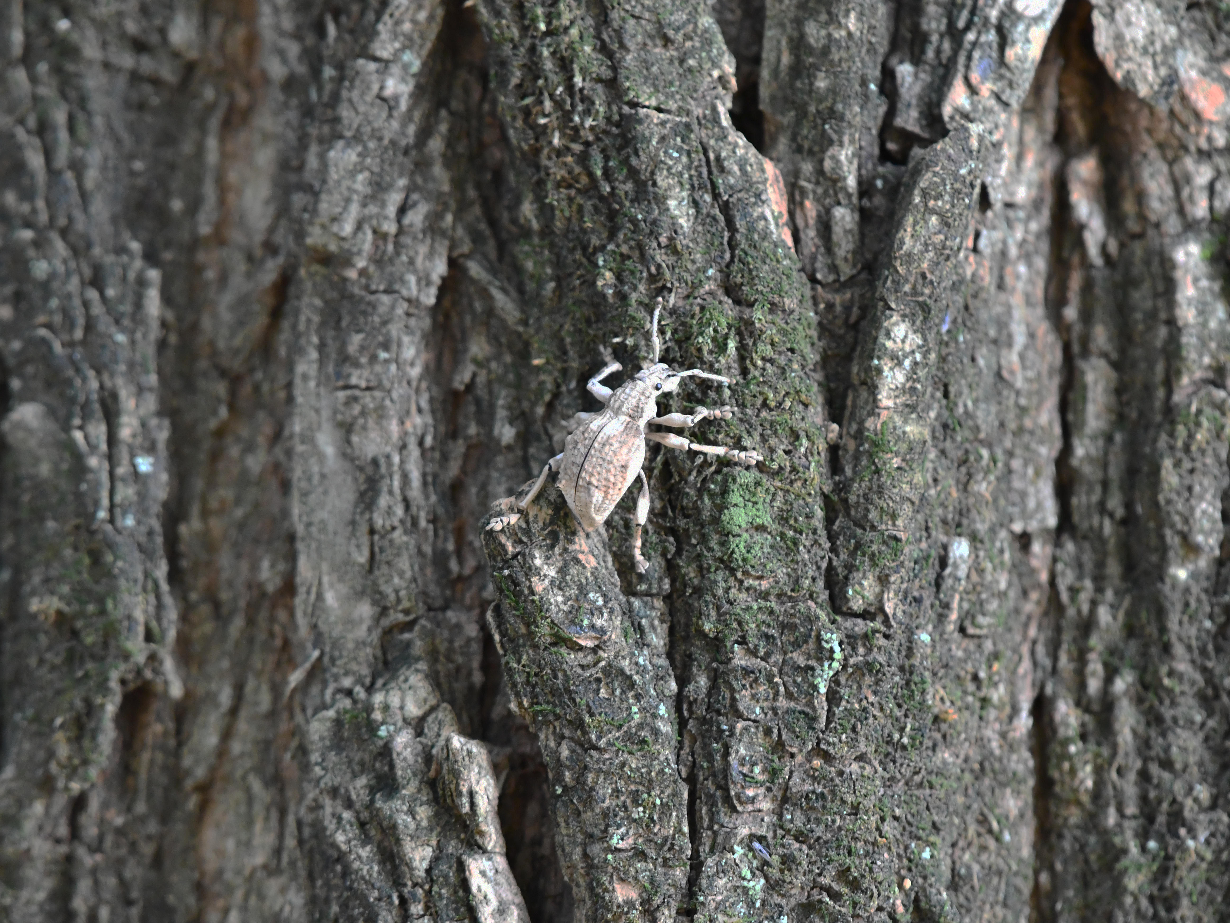 #20:
          Small White Weevil, Gunma.
          f/5.6 at 500mm - Shutter Speed: 1/200 - ISO: 3,200