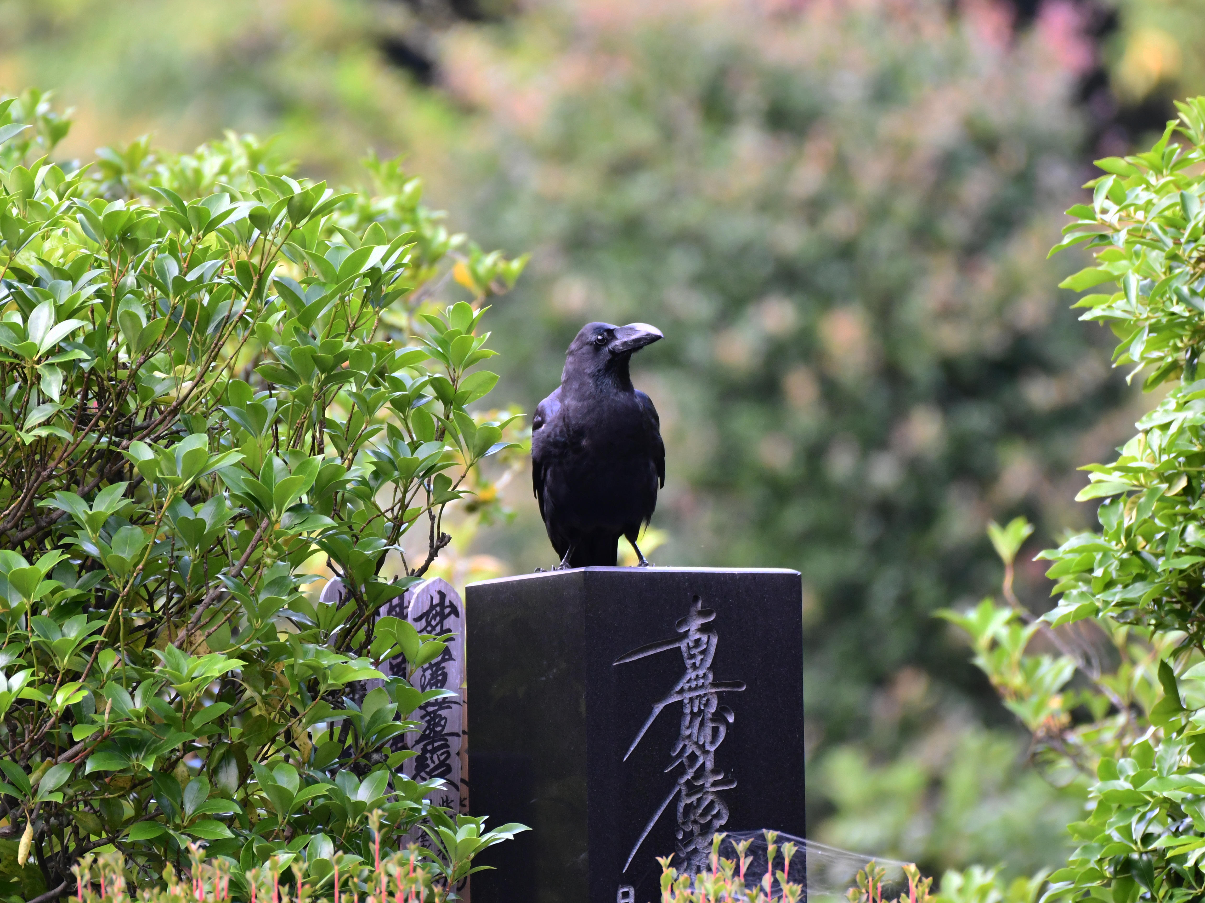 #21:
          Japanese Large-billed Crow, Gunma.
          f/5.6 at 500mm - Shutter Speed: 1/250 - ISO: 1600