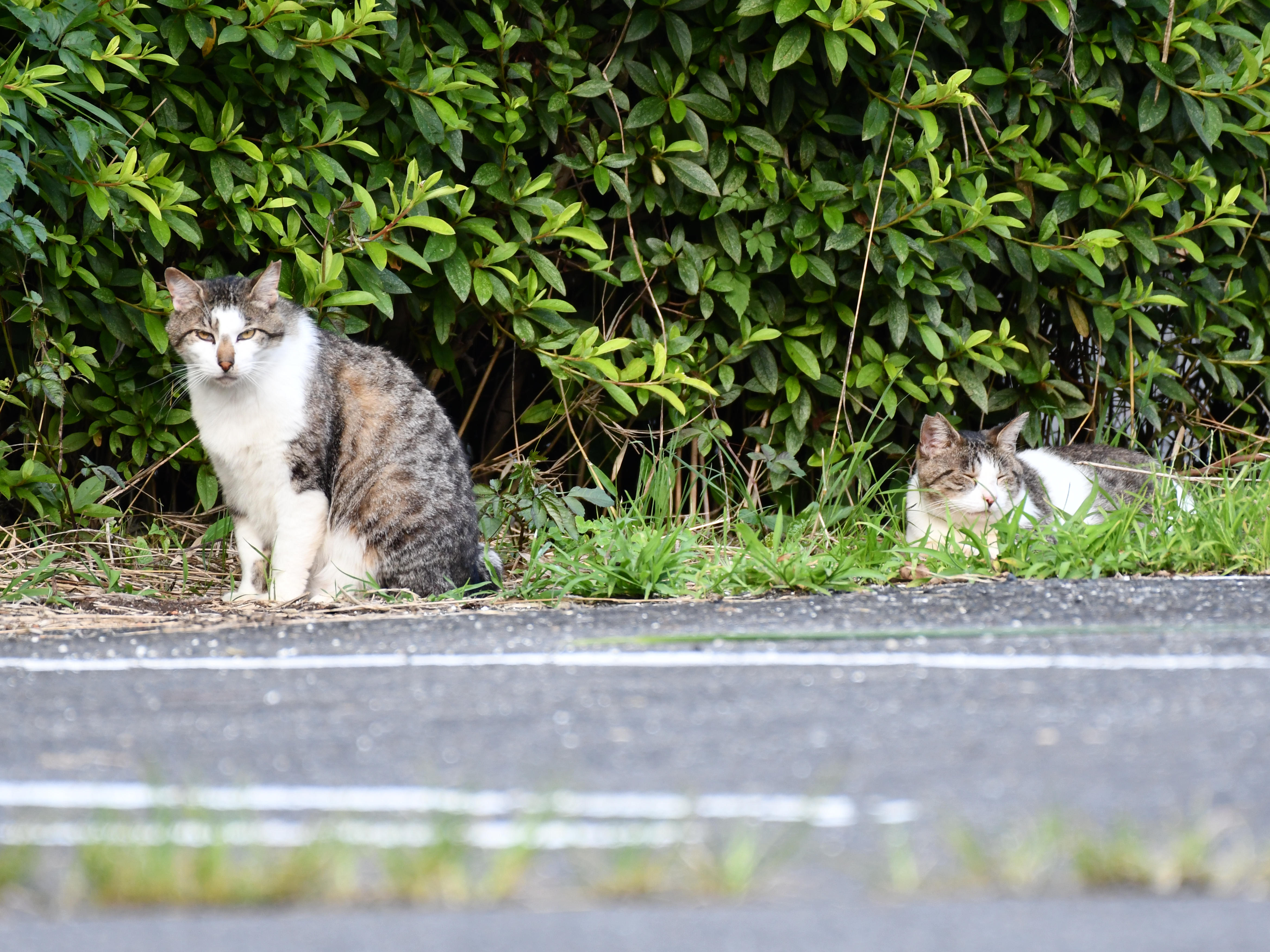 #23:
          A pair of stray Tabby cats, Gunma.
          f/5.6 at 500mm - Shutter Speed: 1/250 - ISO: 800