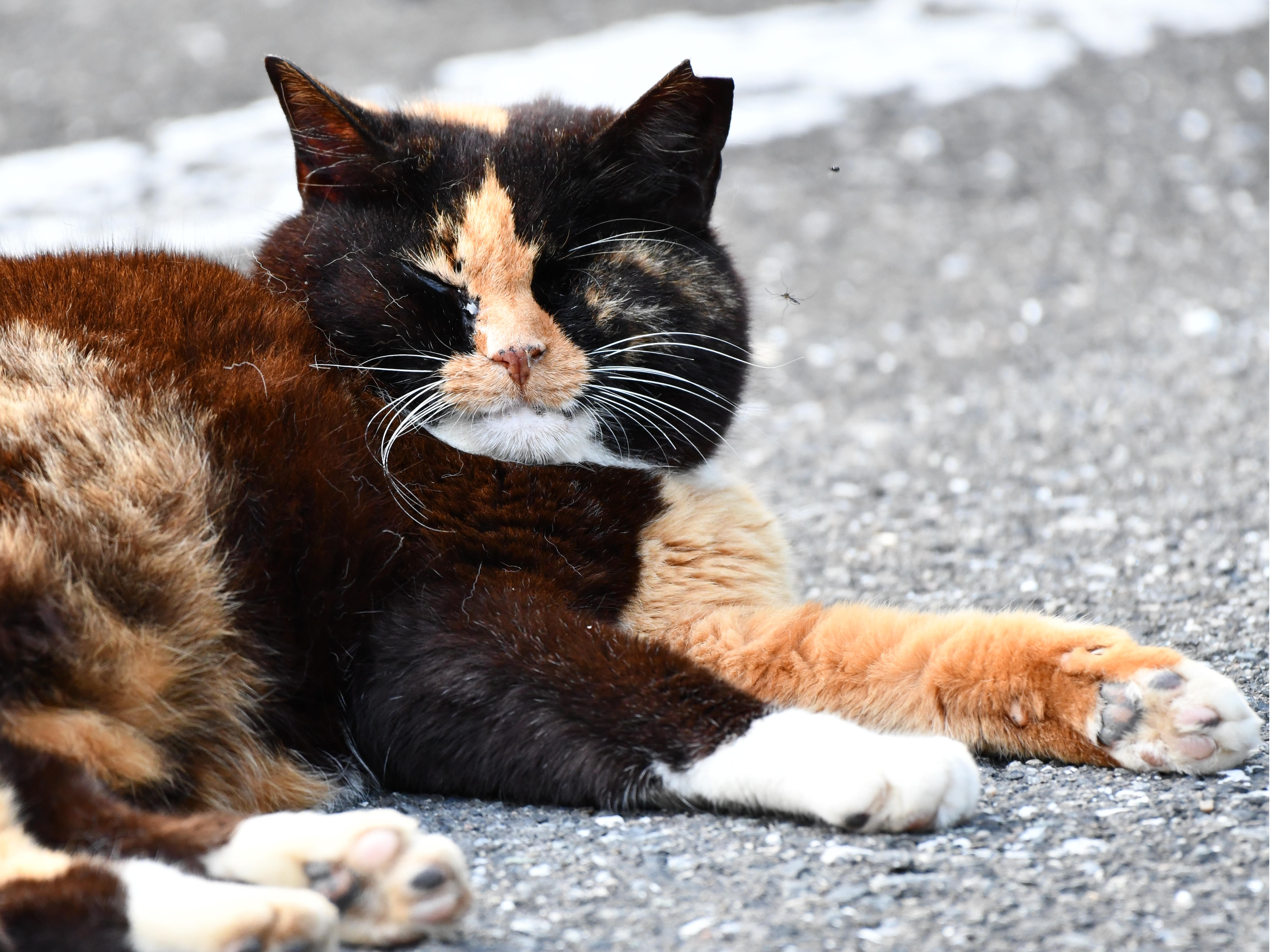#24:
          A stray Tortoiseshell cat being assaulted by mosquitos, Gunma.
          f/5.6 at 500mm - Shutter Speed: 1/250 - ISO: 1800
