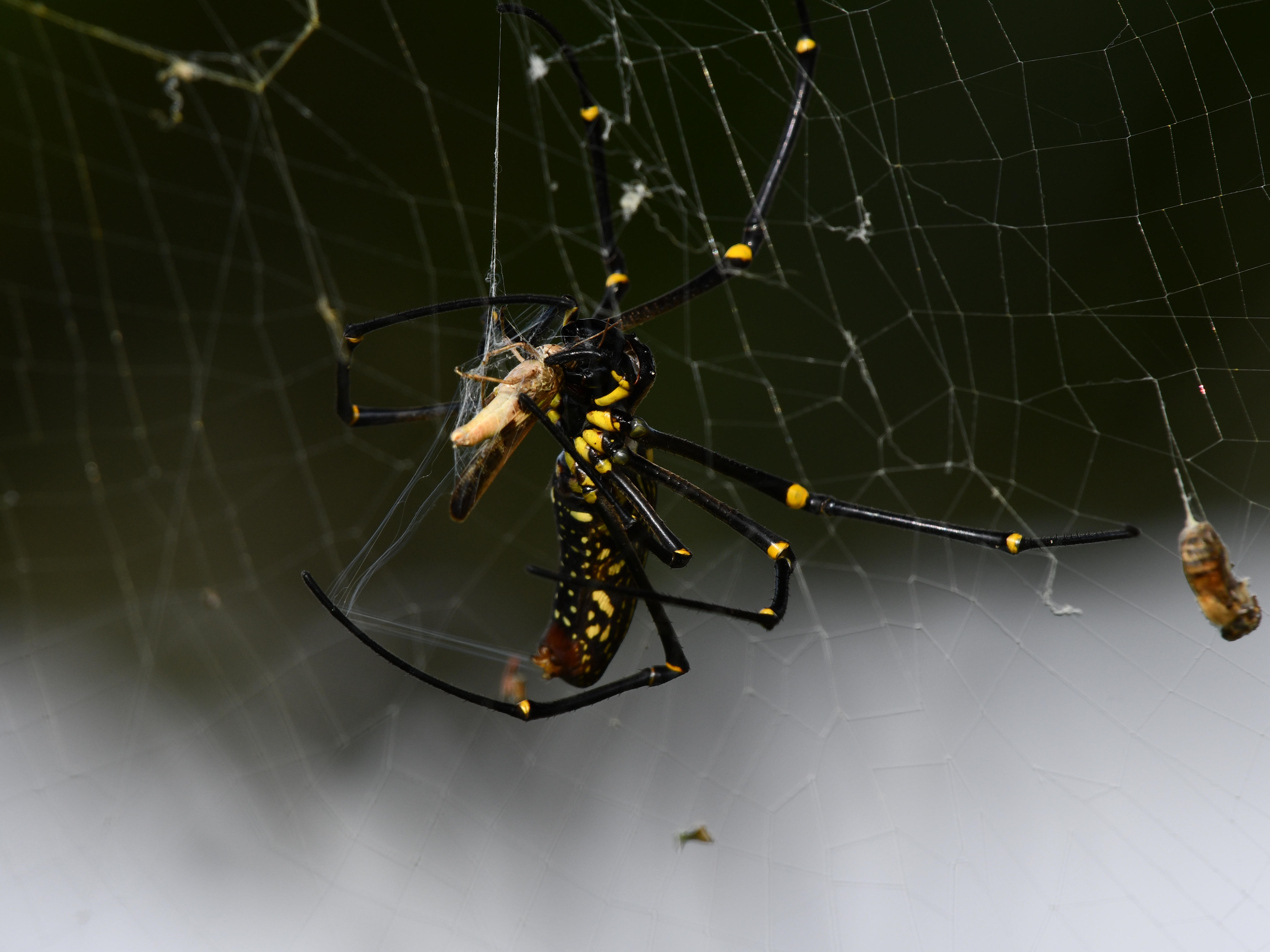#25:
          A Golden Orb-Weaver preparing it's prey, Okinawa.
          f/6.3 at 500mm - Shutter Speed: 1/500 - ISO: 200