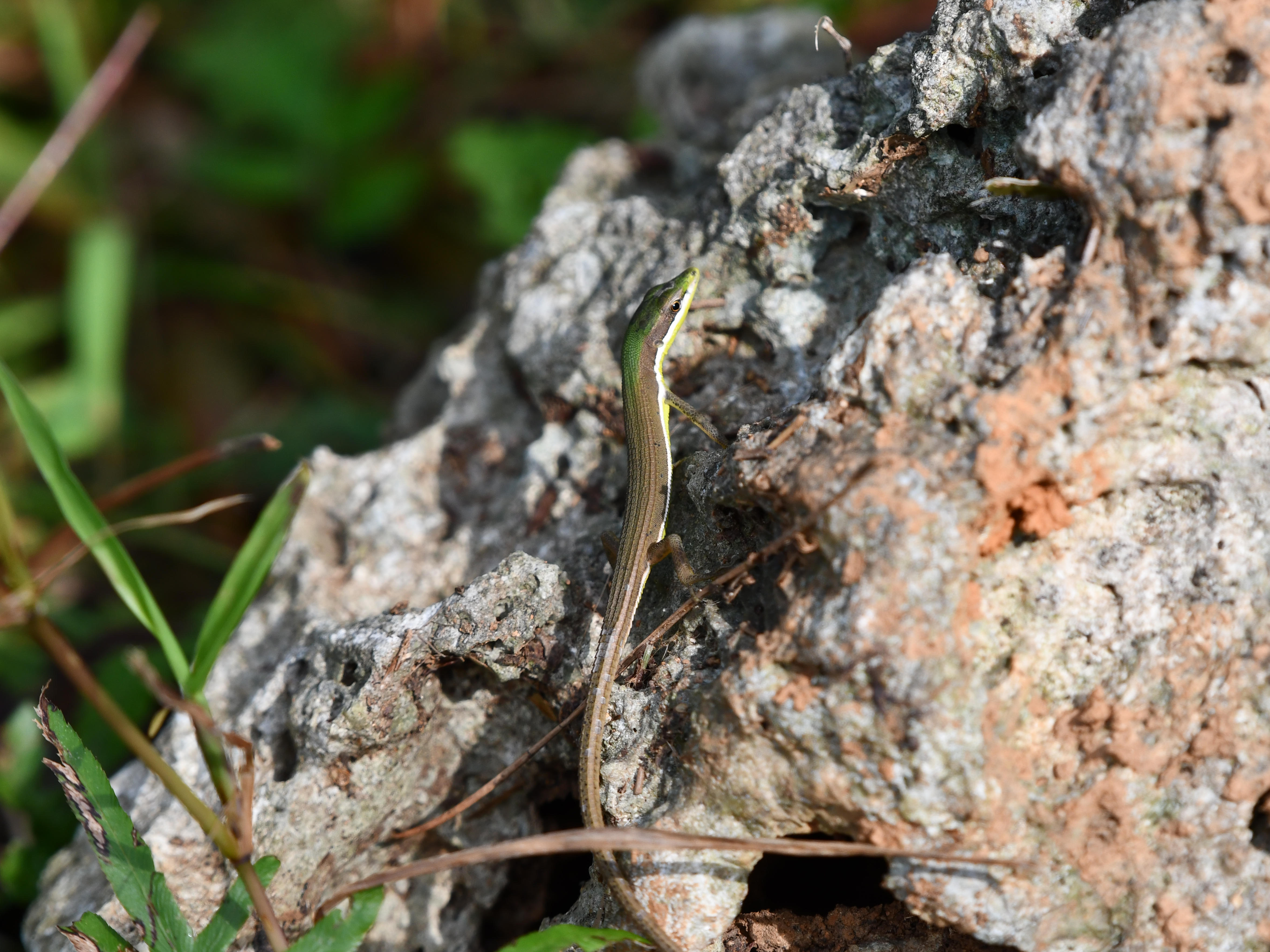 #26:
          A Long-tailed Grass Lizard, Okinawa.
          f/5.6 at 400mm - Shutter Speed:1/500 - ISO: 400