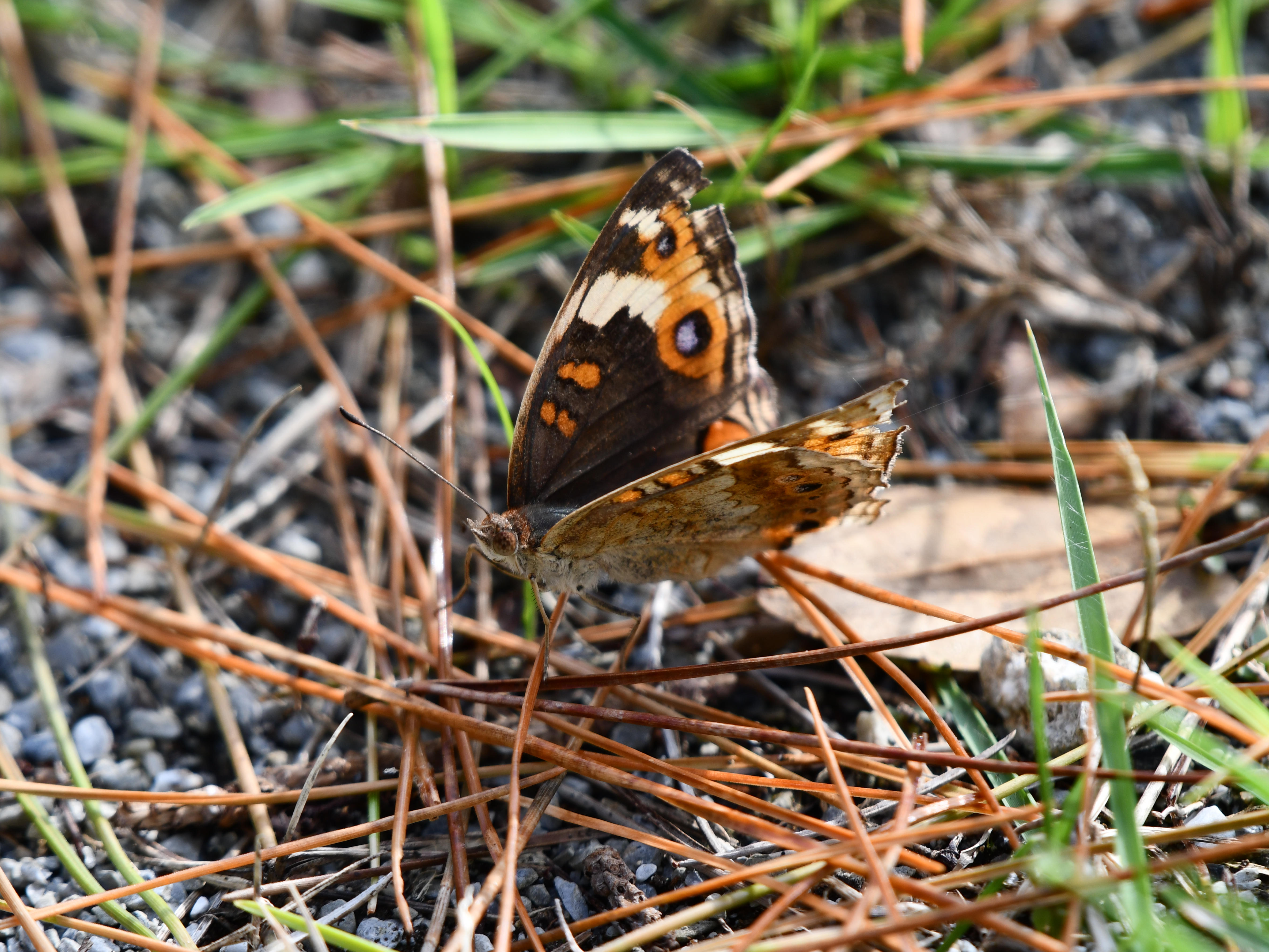 #27:
          Meadow argus Butterfly, Okinawa.
          f/5.6 at 480mm - Shutter Speed: 1/500 - ISO: 280