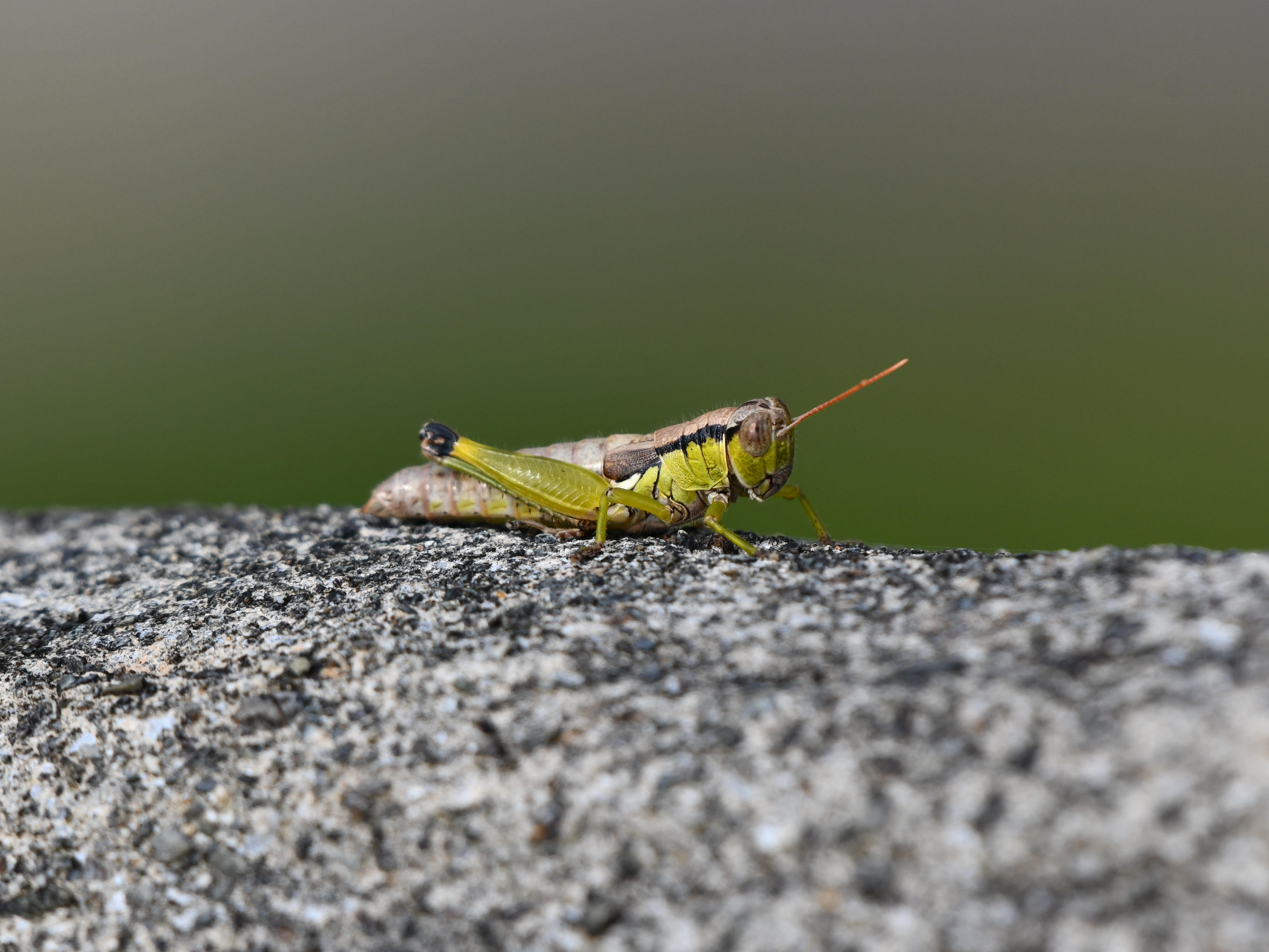 #28:
          Unidenitifed Grasshopper, Okinawa.
          f/5.6 at 500mm - Shutter Speed: 1/500 - ISO: 360
