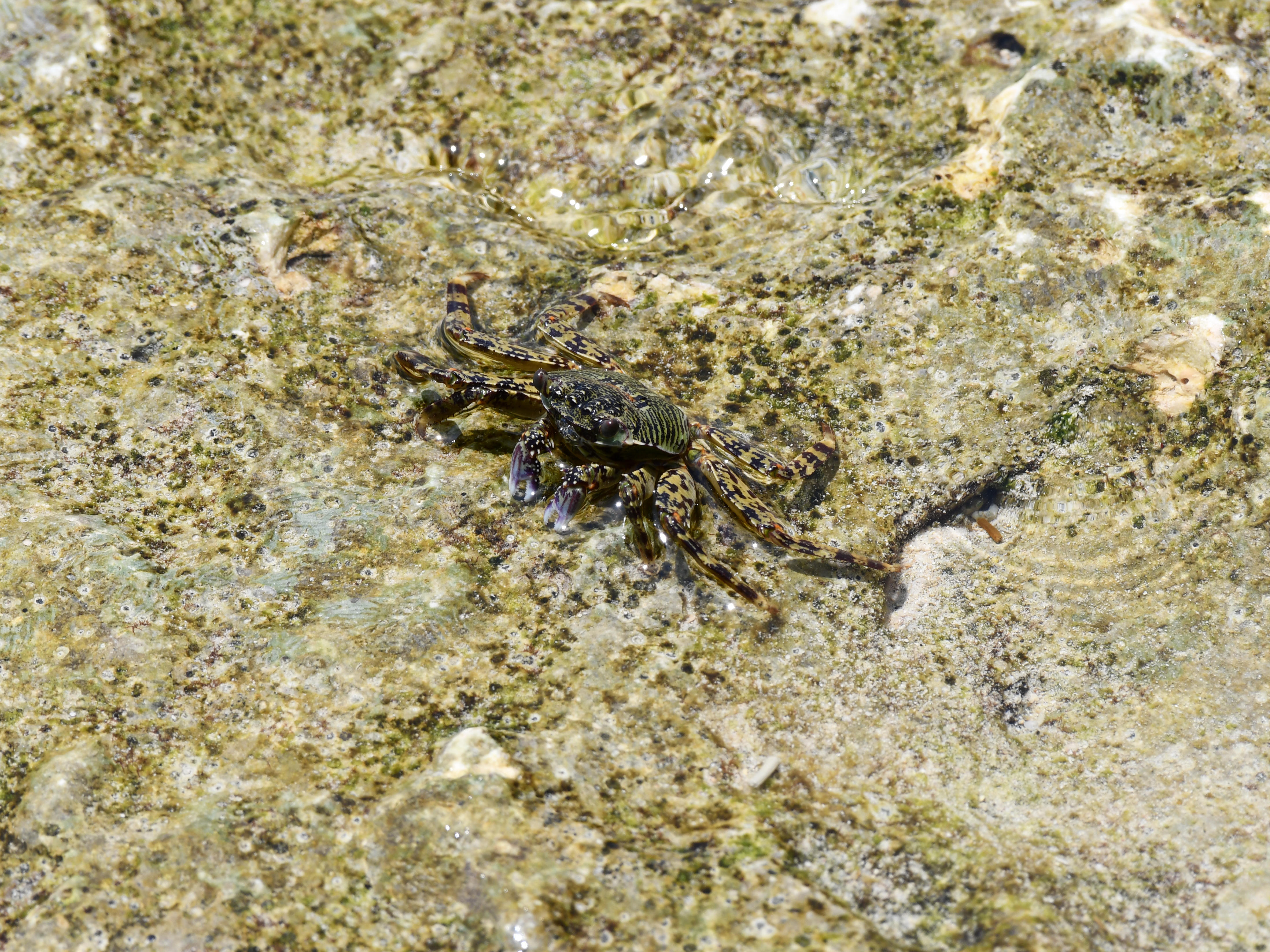 #29:
          Striped Shore Crab, Okinawa.
          f/8 at 500mm - Shutter Speed: 1/500 - ISO: 180