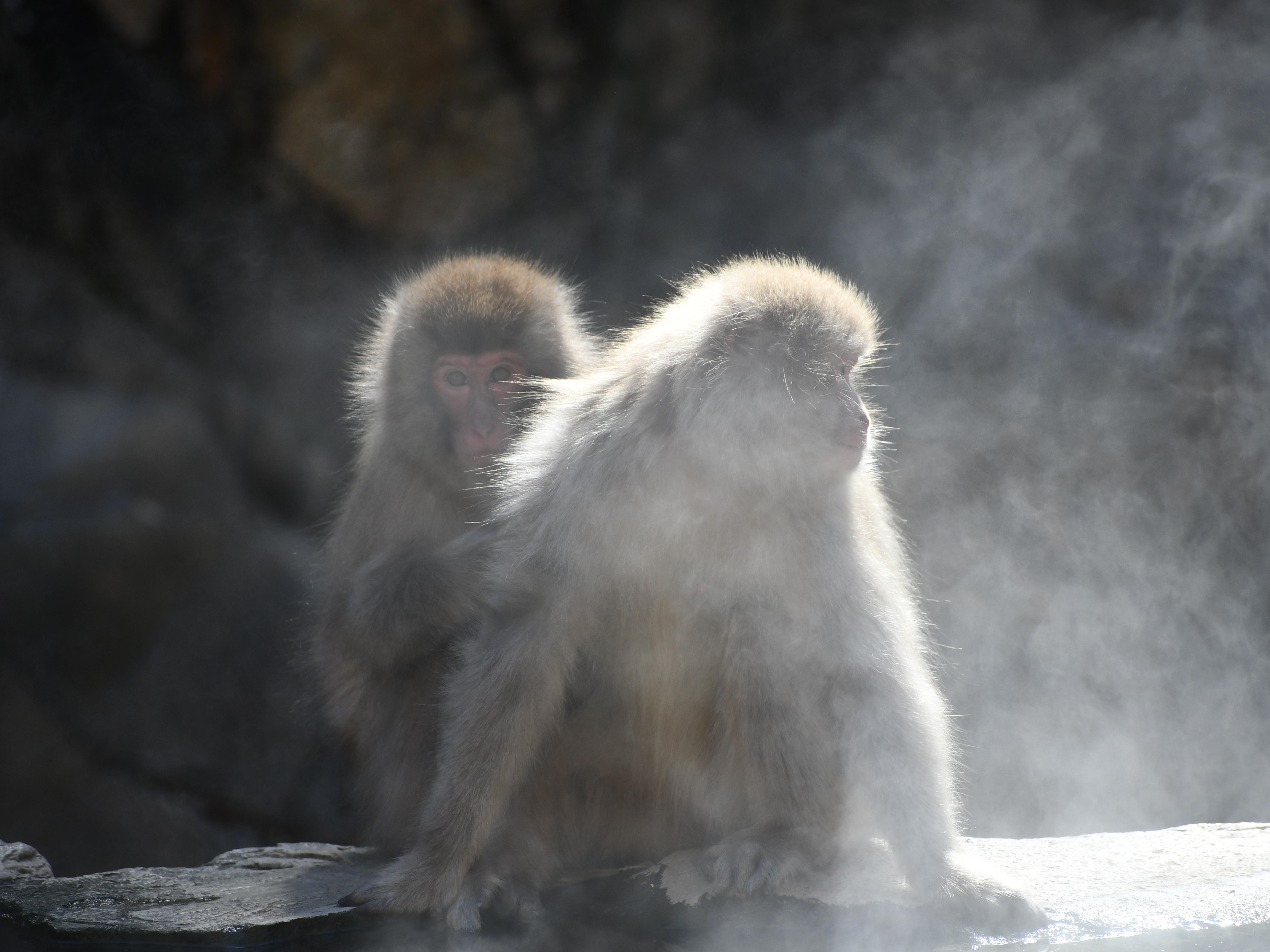 #3:
          Not birds, a pair of Japanese macaques bathing in an Onsen in Nagano.
          f/5.6 at 145mm - Shutter Speed: 1/500 - ISO: 220