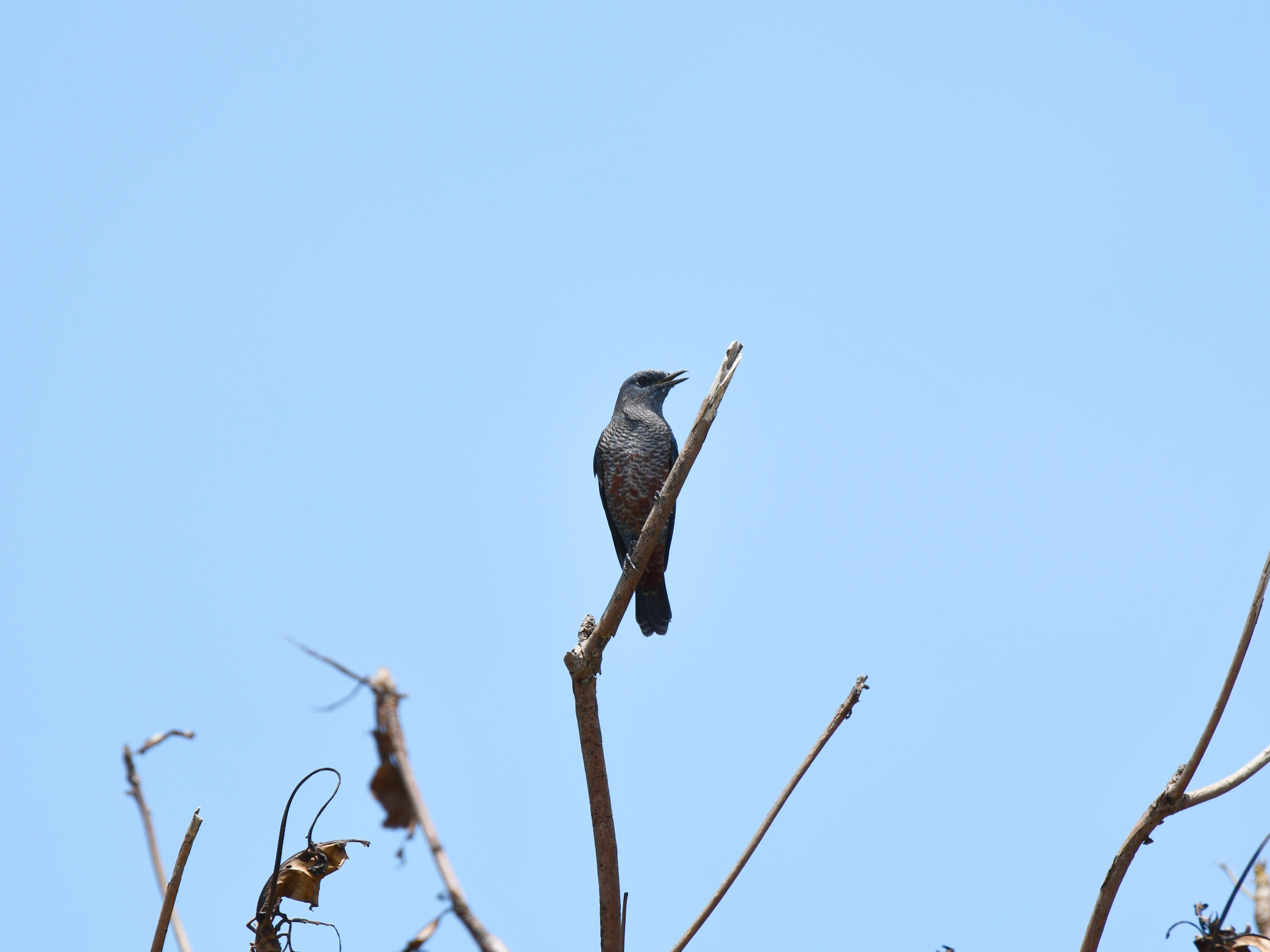 #30:
          Blue Rock Thrush, Female, Okinawa. 
          f/9 at 440mm - Shutter Speed: 1/640 - ISO: 100