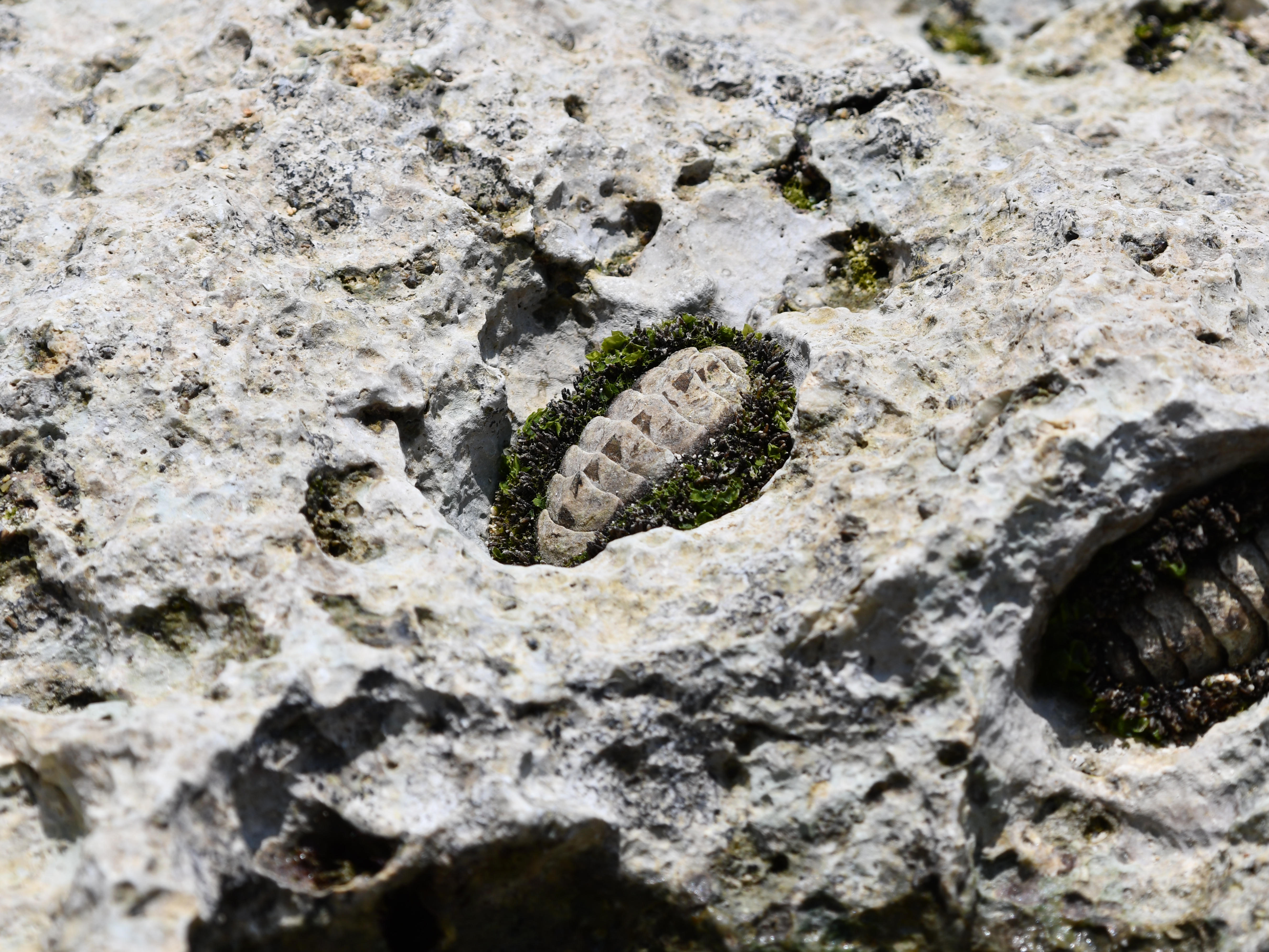 #32:
          A Chiton embedded firmly into sea rock, Okinawa.
          f/8 at 270mm - Shutter Speed: 1/500 - ISO: 110
