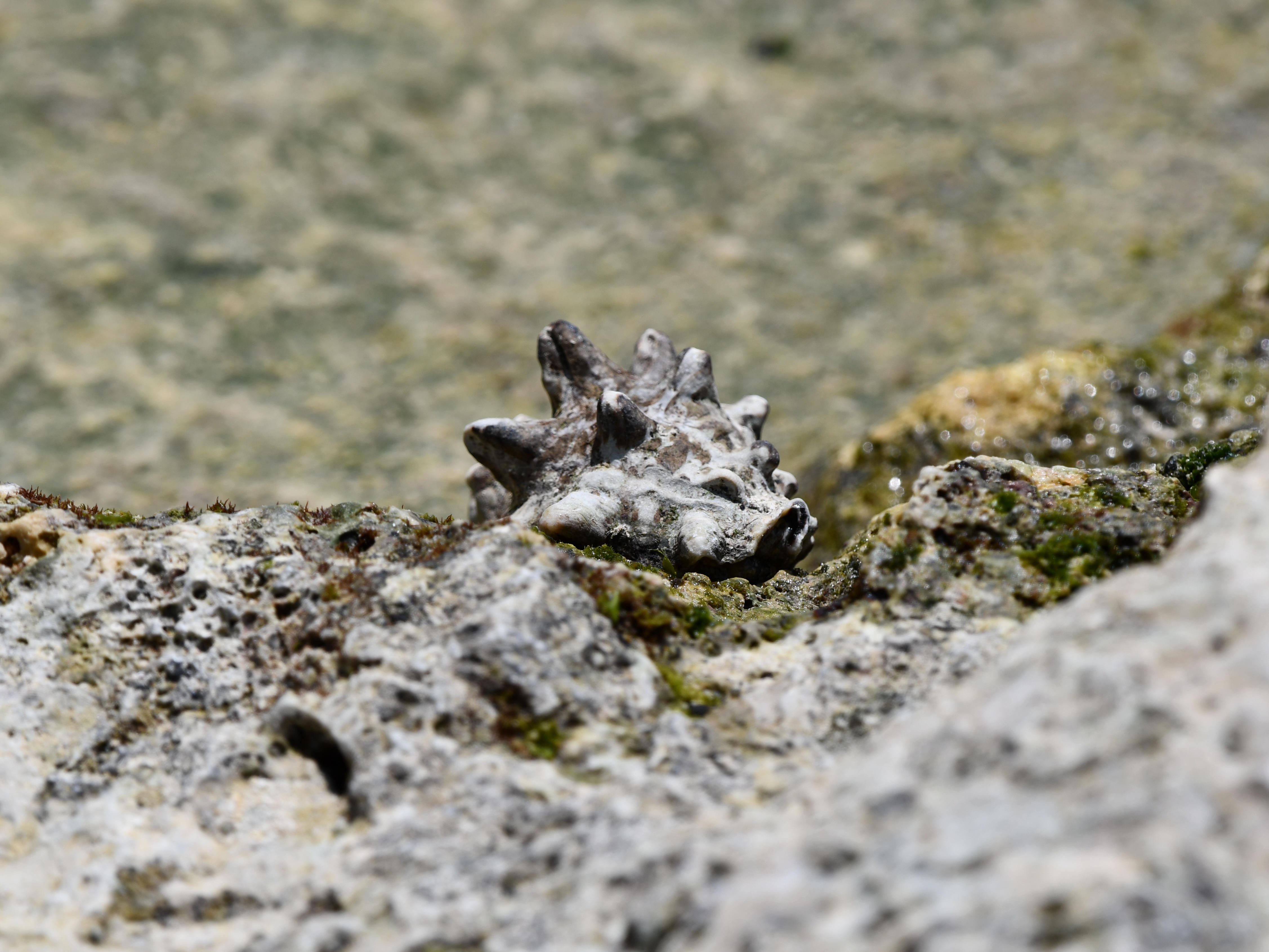 #33:
          Unidenitifed Mollusk, Okinawa.
          f/8 at 440mm - Shutter Speed: 1/500 - ISO 100: