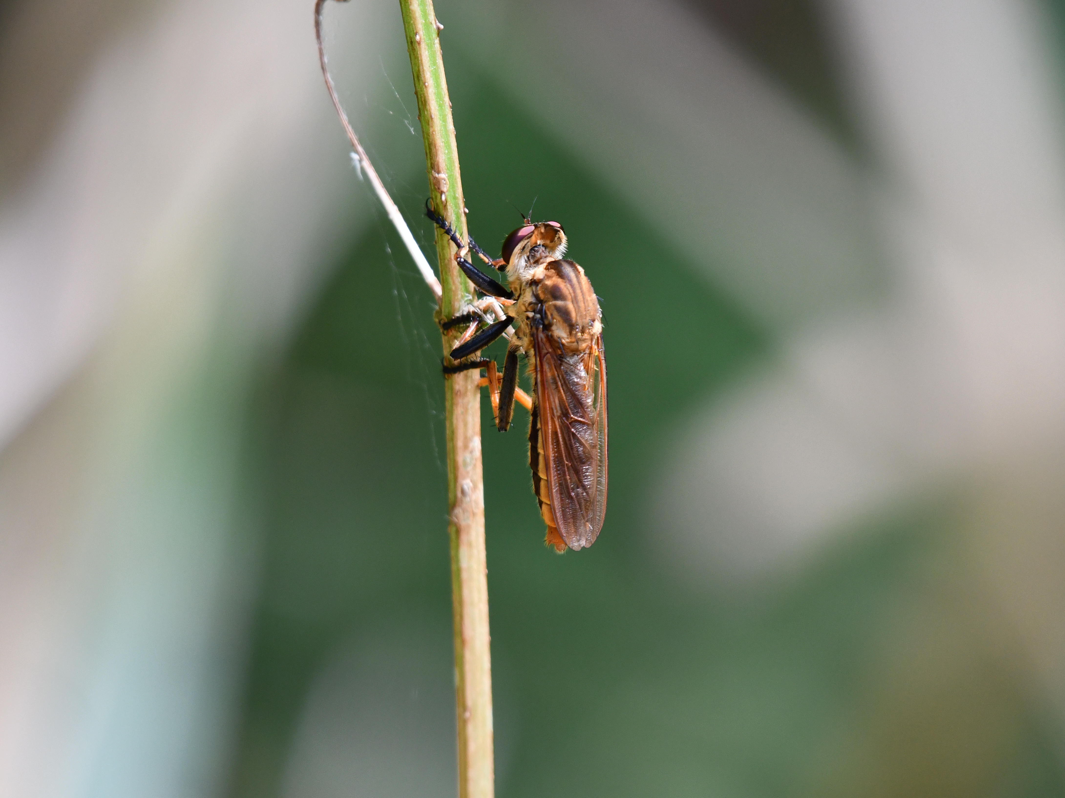 #34:
          Robber Fly, Okinawa.
          f/5.6 at 500mm - Shutter Speed: 1/500 - ISO: 800
