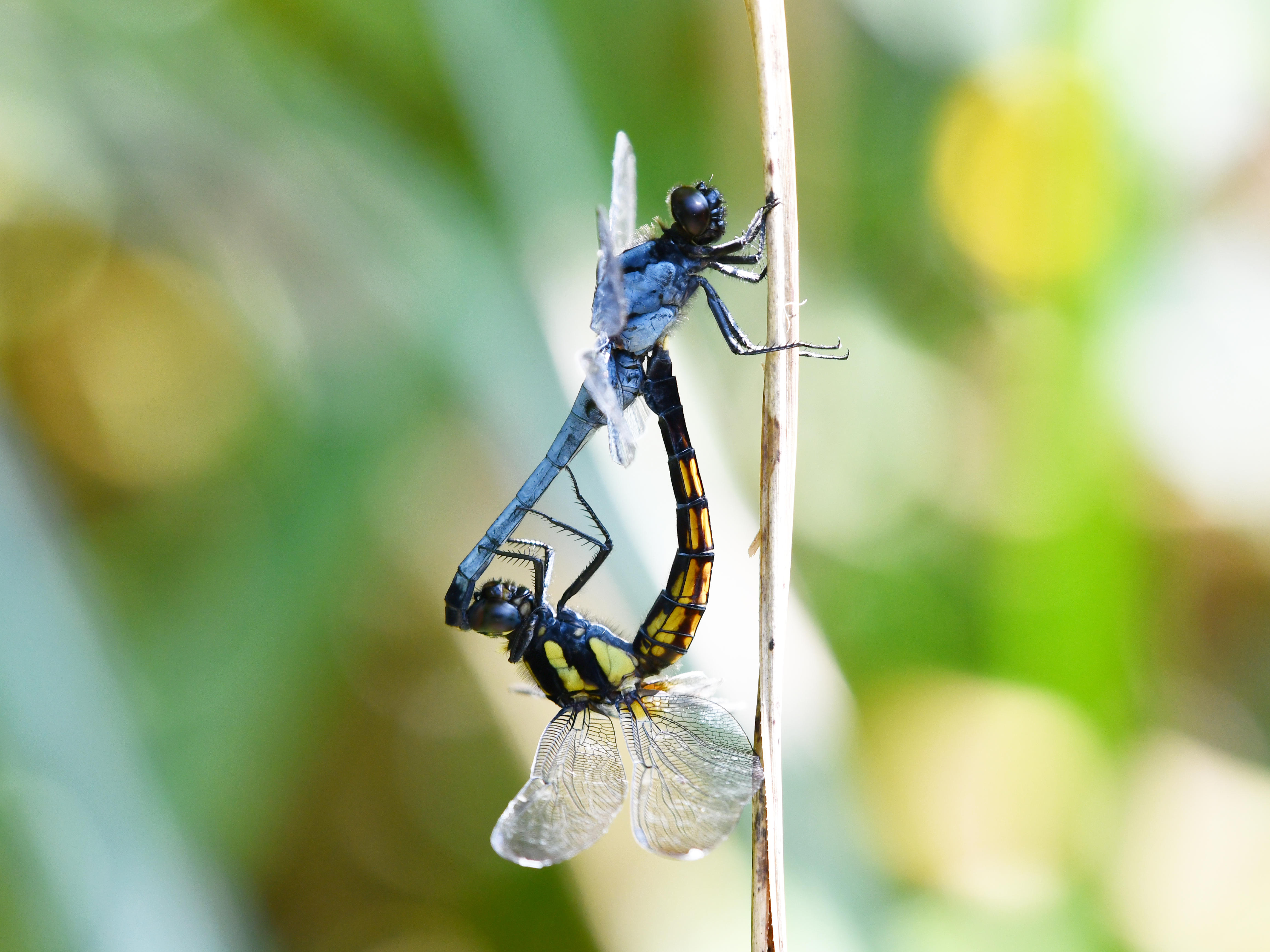 #35:
          A mating pair of Orthetrum Japonicum, Okinawa.
          f/5.6 at 320mm - Shutter Speed: 1/500 - ISO: 500