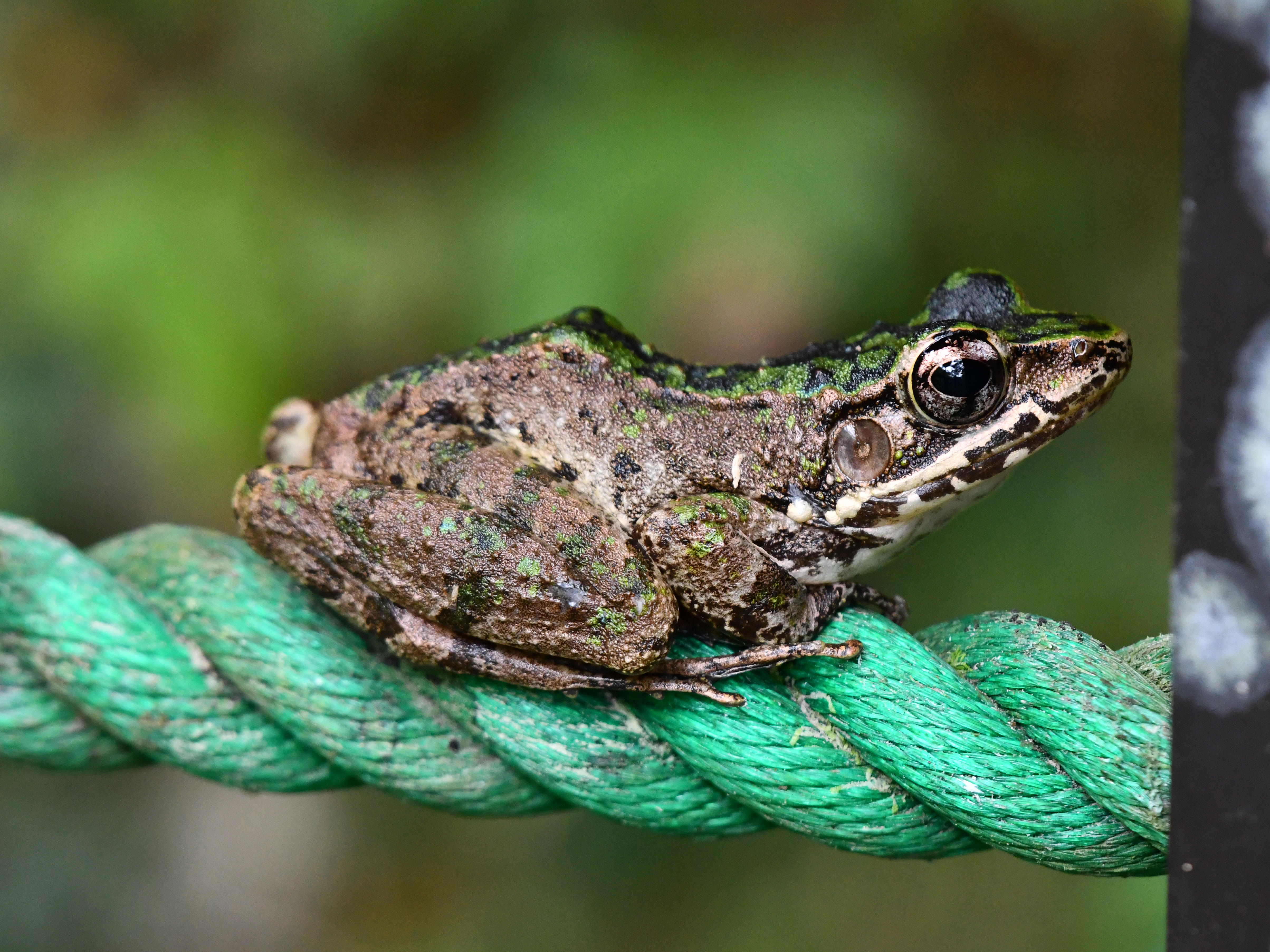 #37:
          Ryukyu tip-nosed frog, Okinawa.
          f/5.6 at 500mm - Shutter Speed: 1/250 - ISO: 3200