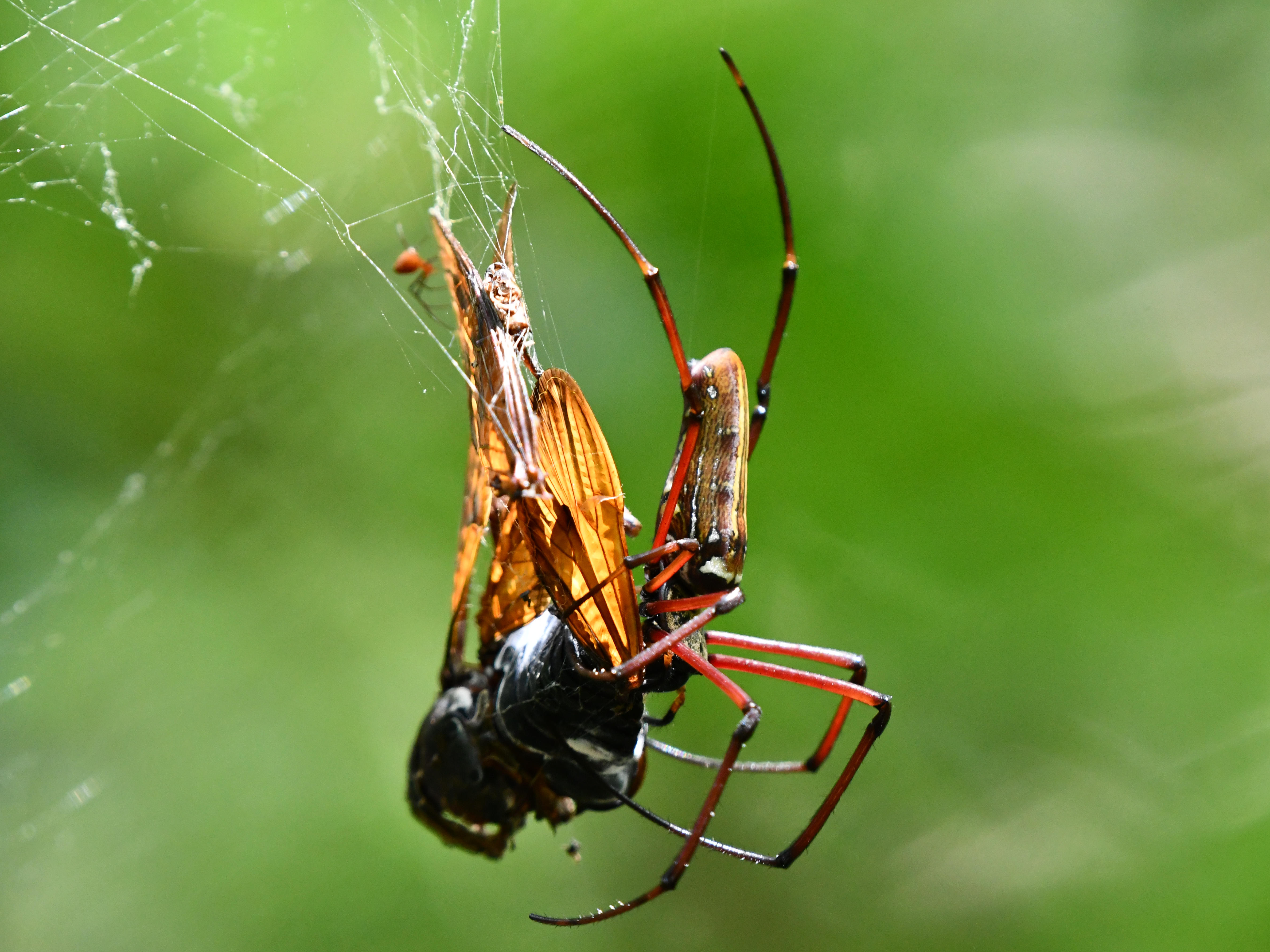 #38:
          Another variation of a Golden Orb-Weaver preparing its prey, Okinawa.
          f/5.6 at 410mm - Shutter Speed: 1/250 - ISO: 2500