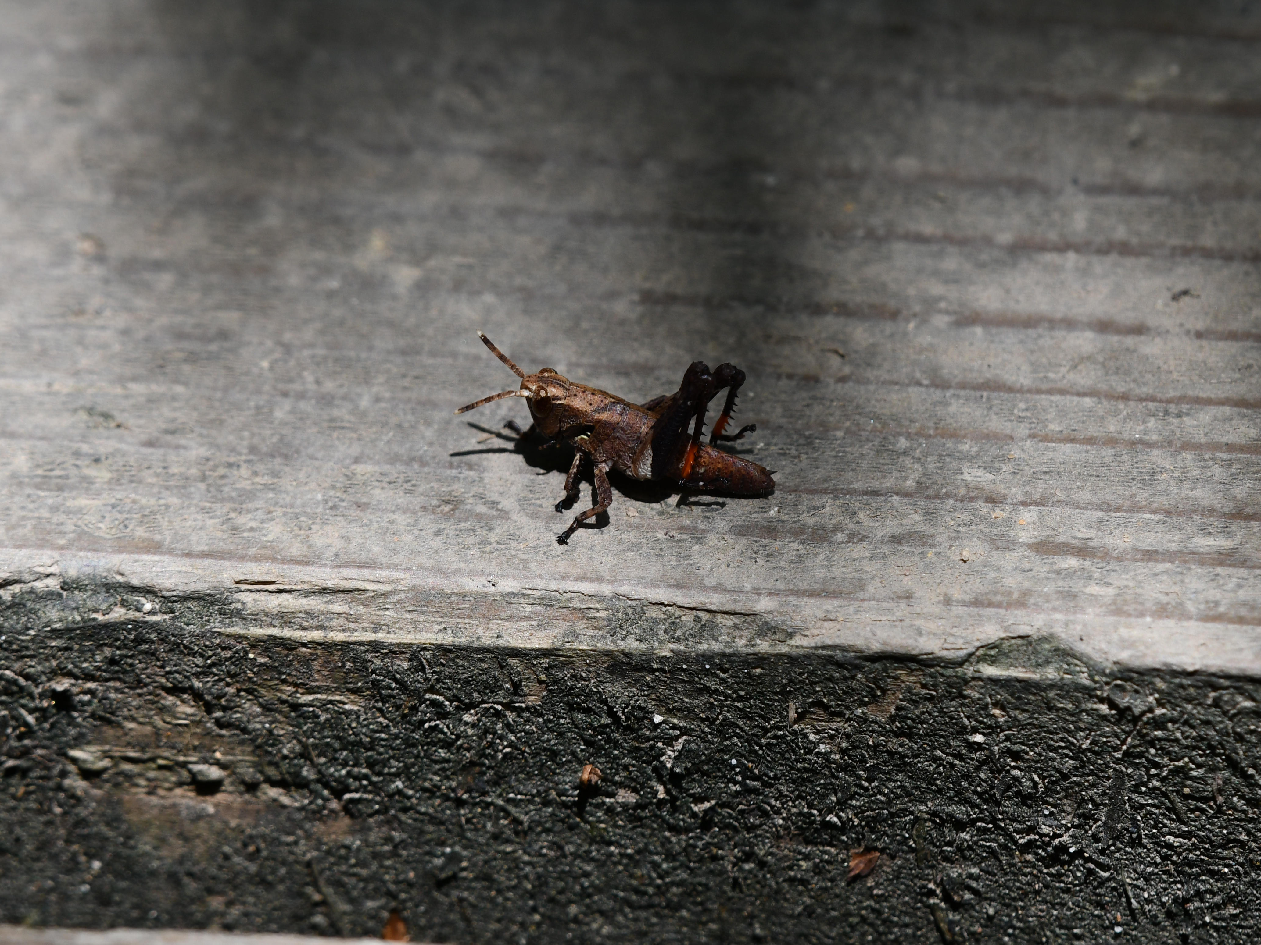 #39:
          Okinawa Forest Grasshopper, Okinawa.
          f/7.1 at 500mm - Shutter Speed: 1/500 - ISO: 200