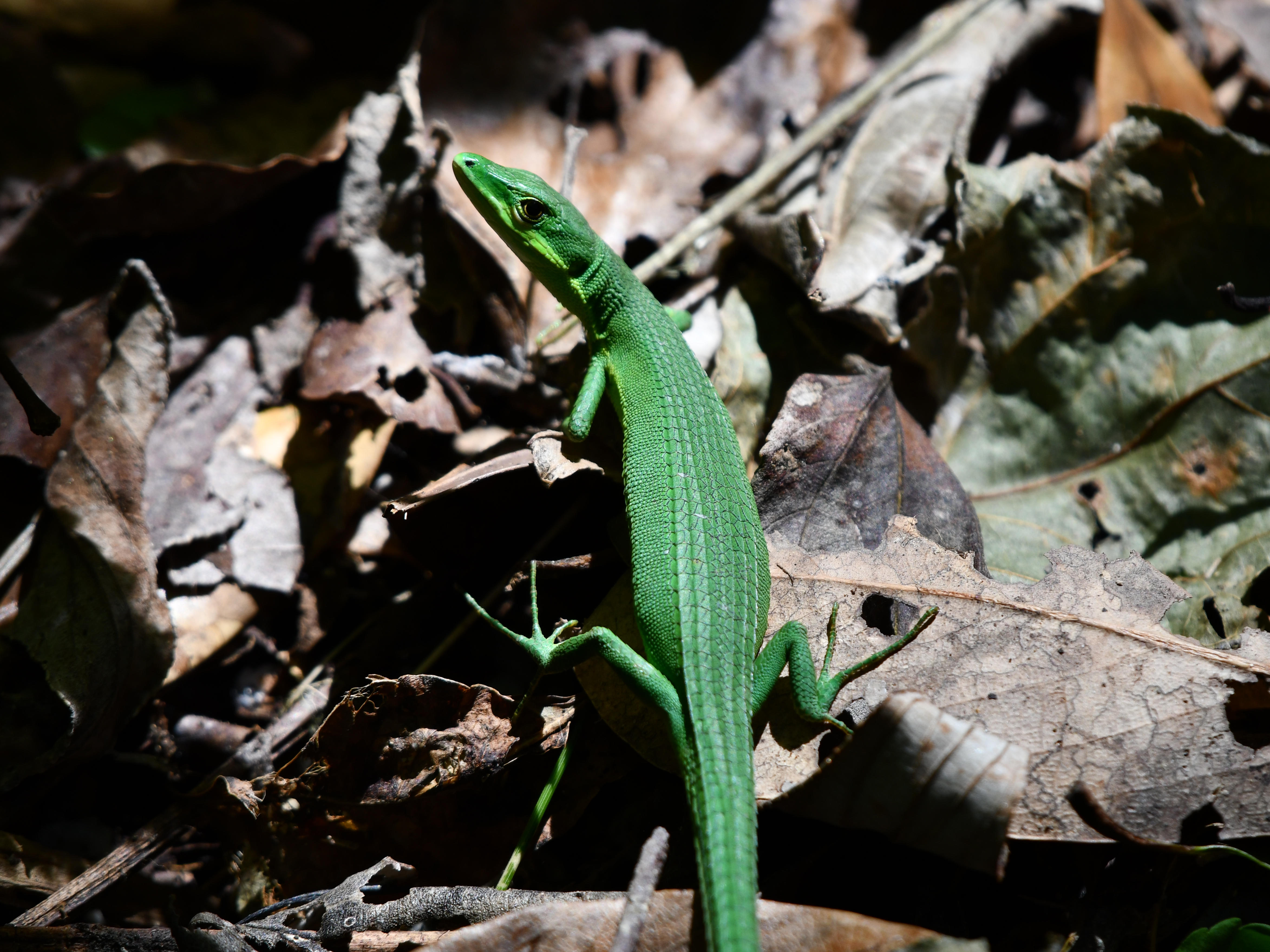 #40:
          Green Grass Lizard, Okinawa.
          f/5.6 at 500mm - Shutter Speed: 1/500 - ISO: 280