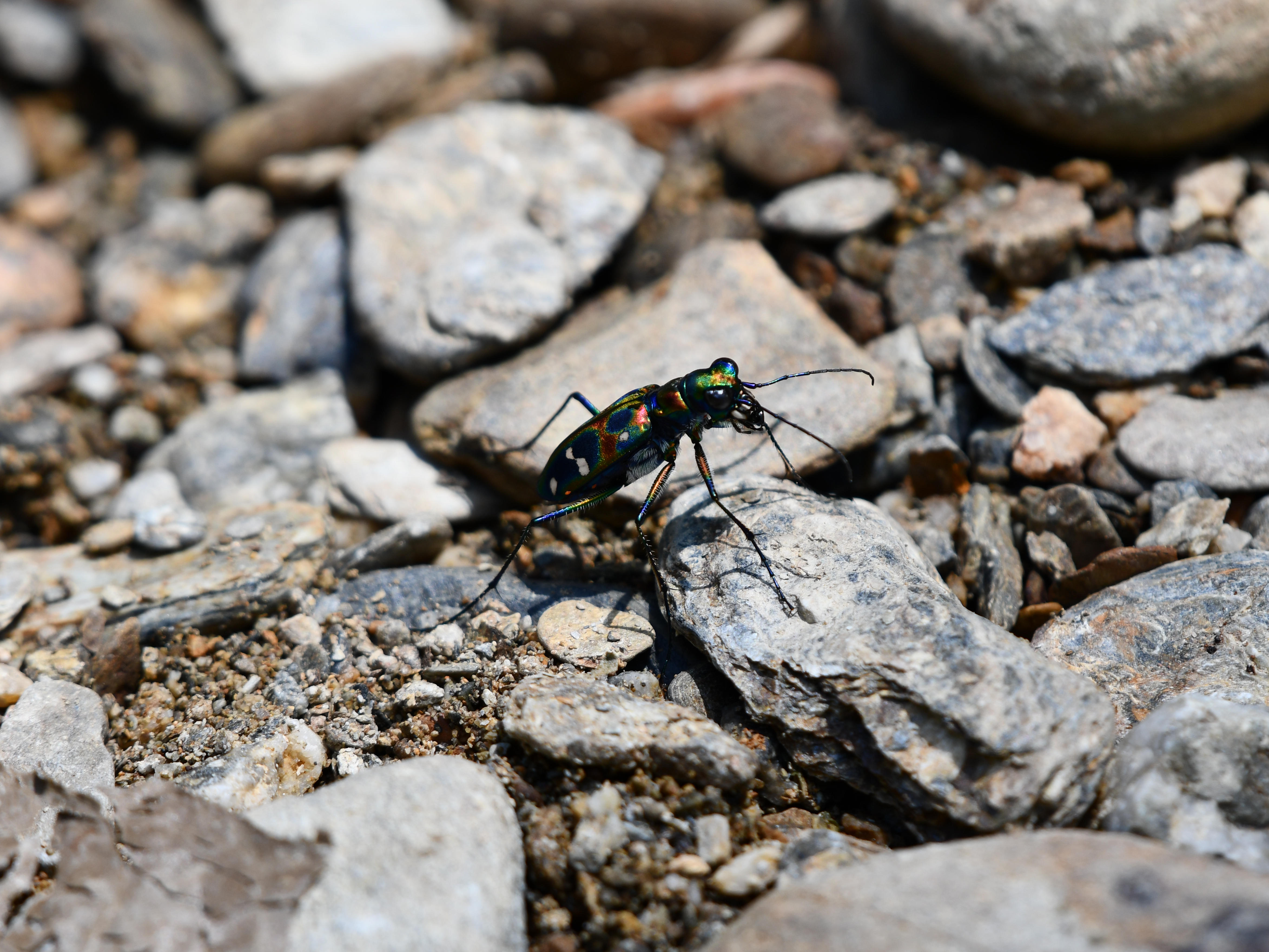 #41:
          Japanese Tiger Beetle, Okinawa.
          f/5.6 at 500mm - Shutter Speed: 1/500 - ISO: 200
