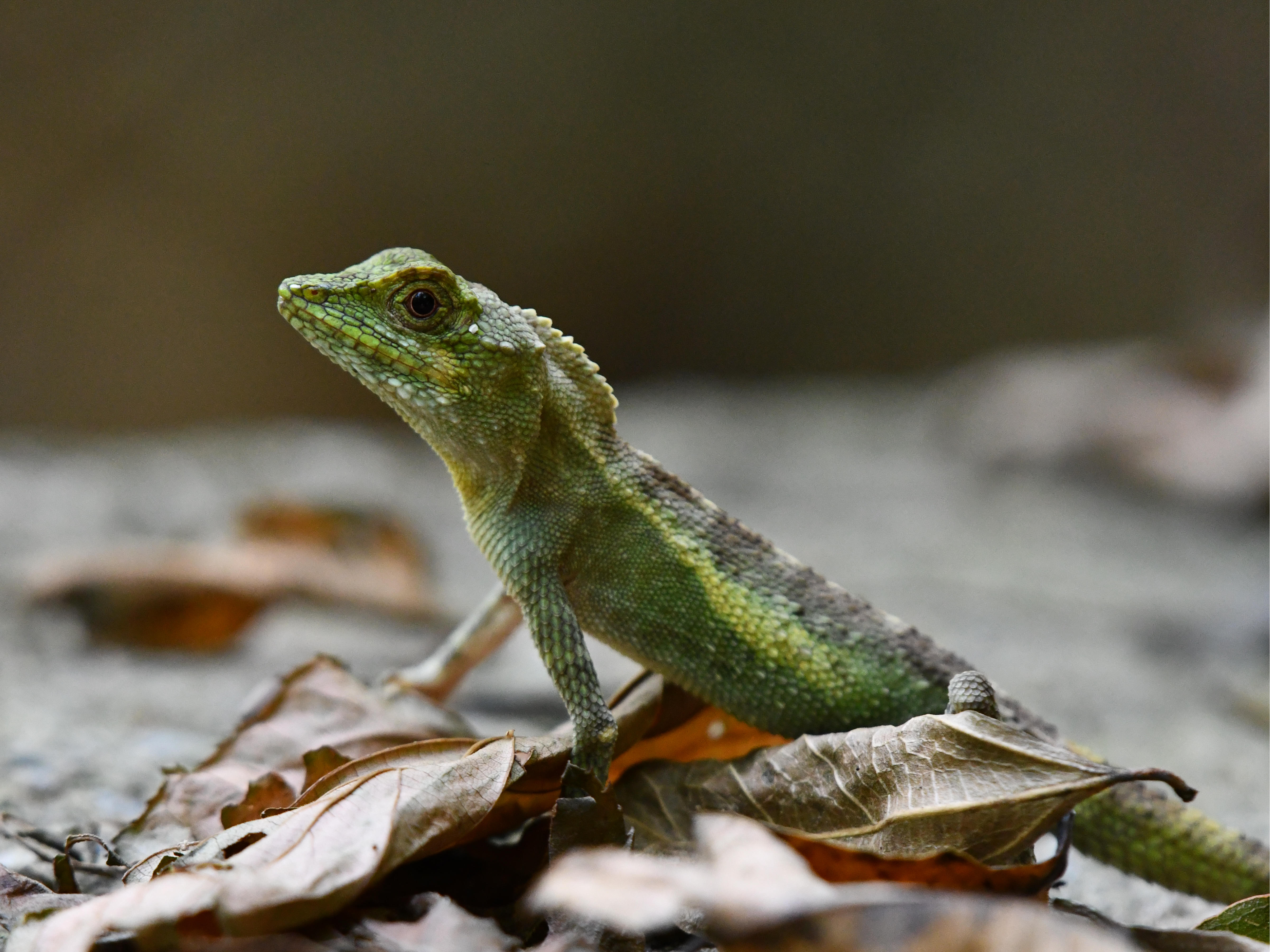 #43:
          Okinawa Tree Lizard, Okinawa.
          f/5.6 at 500mm - Shutter Speed: 1/200 - ISO: 3200
