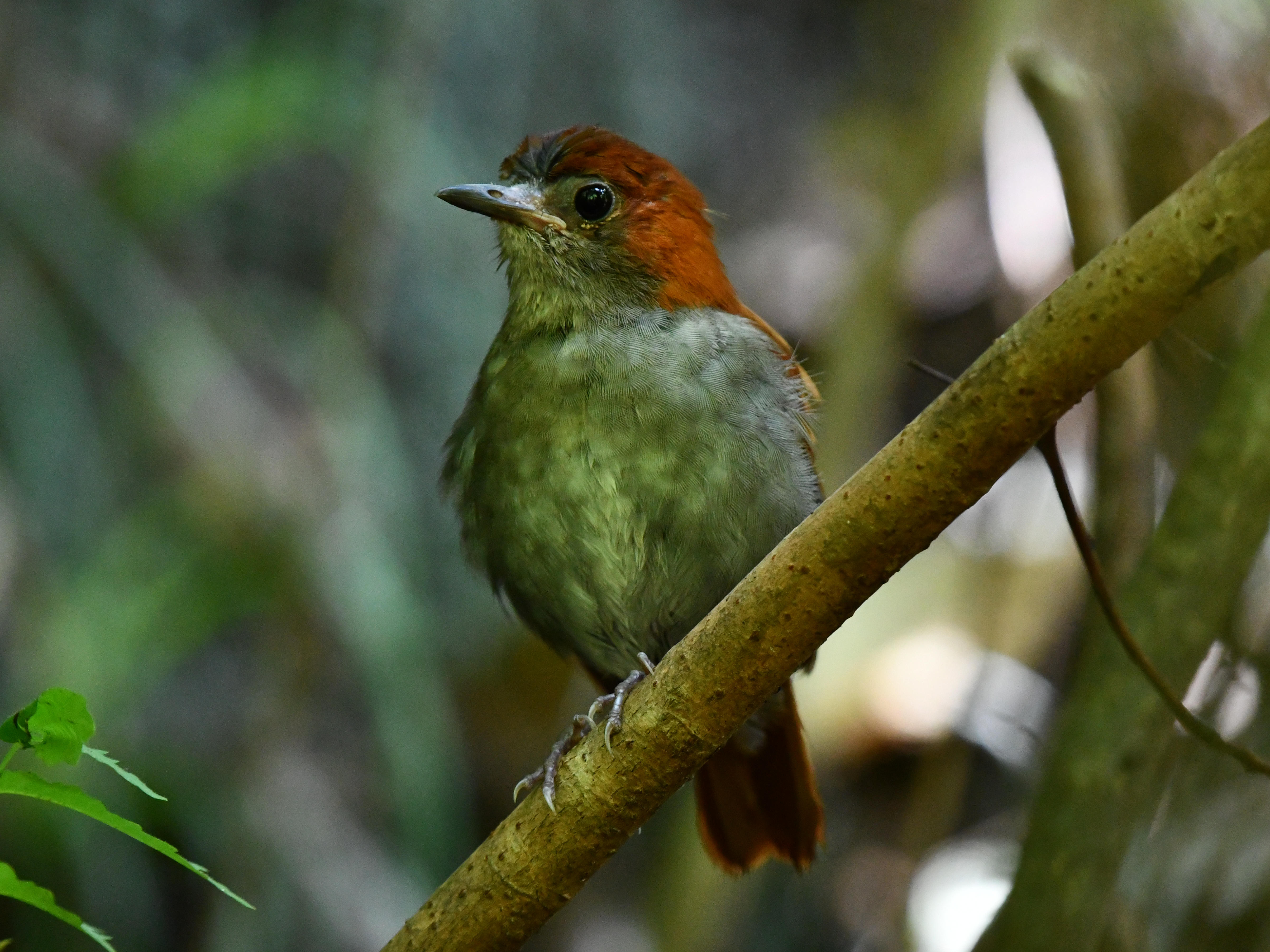 #44:
          Okinawa Robin, Female, Okinawa.
          f/5.6 at 340mm - Shutter Speed: 1/125 - ISO: 5000