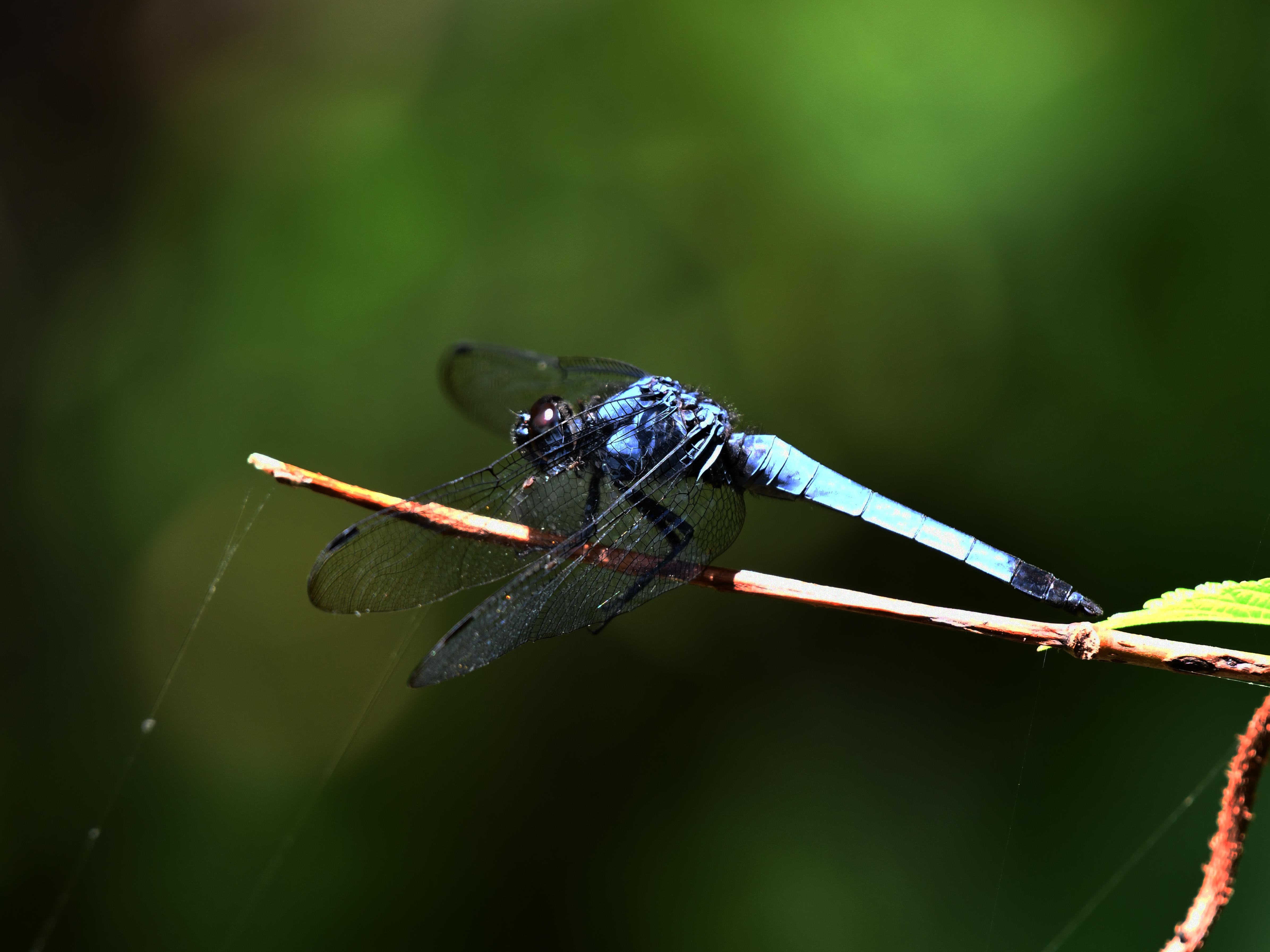 #45:
          Blue Marsh Hawk, Male Dragonfly, Okinawa.
          f/5.6 at 500mm - Shutter Speed: 1/250 - ISO: 900