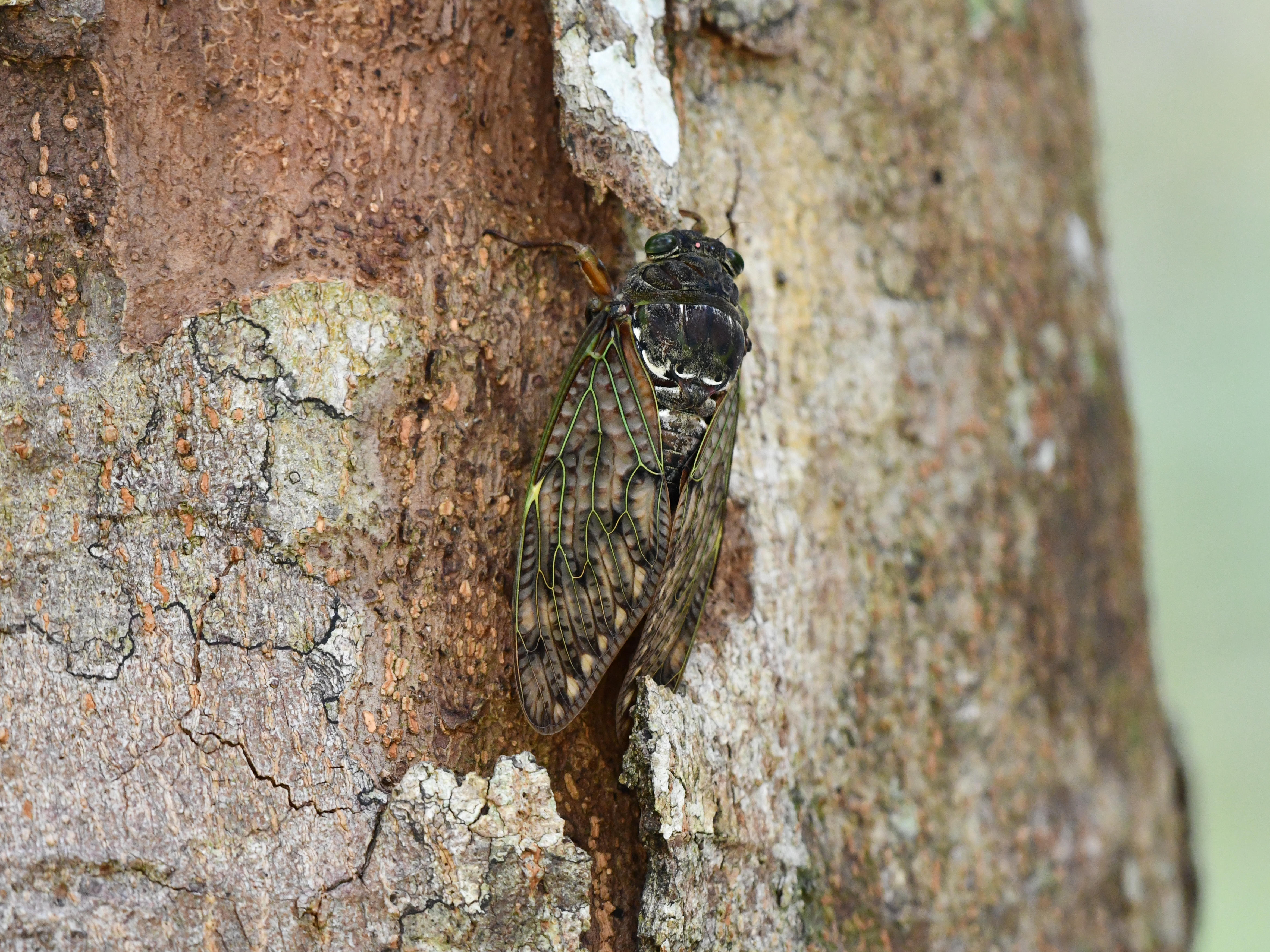#46:
          Unidenitifed Cicada, Okinawa.
          f/5.6 at 500mm - Shutter Speed: 1/250 - ISO: 2800