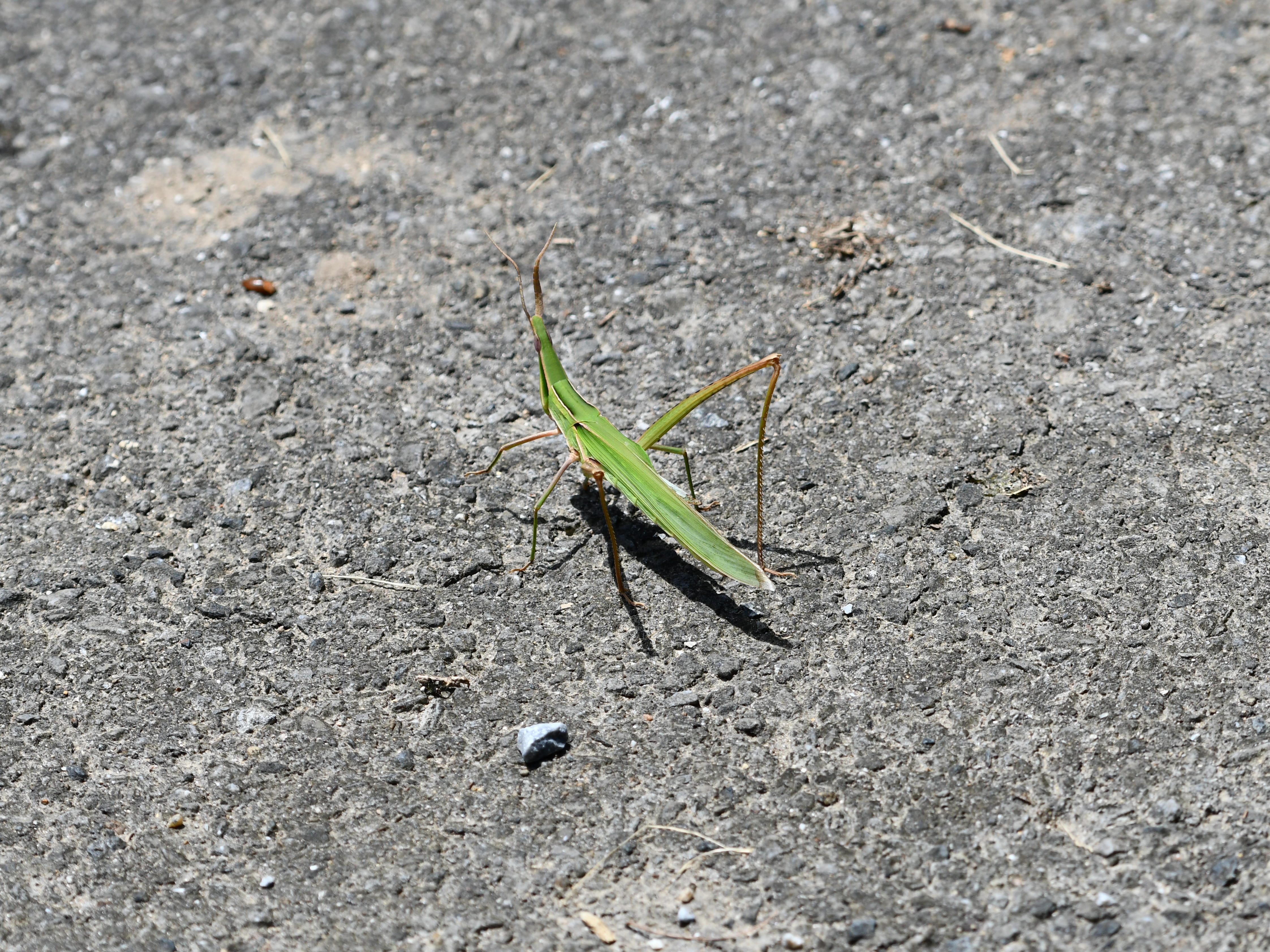 #47:
          Oriental Longheaded Grasshopper, Okinawa.
          f/8 at 200mm - Shutter Speed: 1/500 - ISO: 160