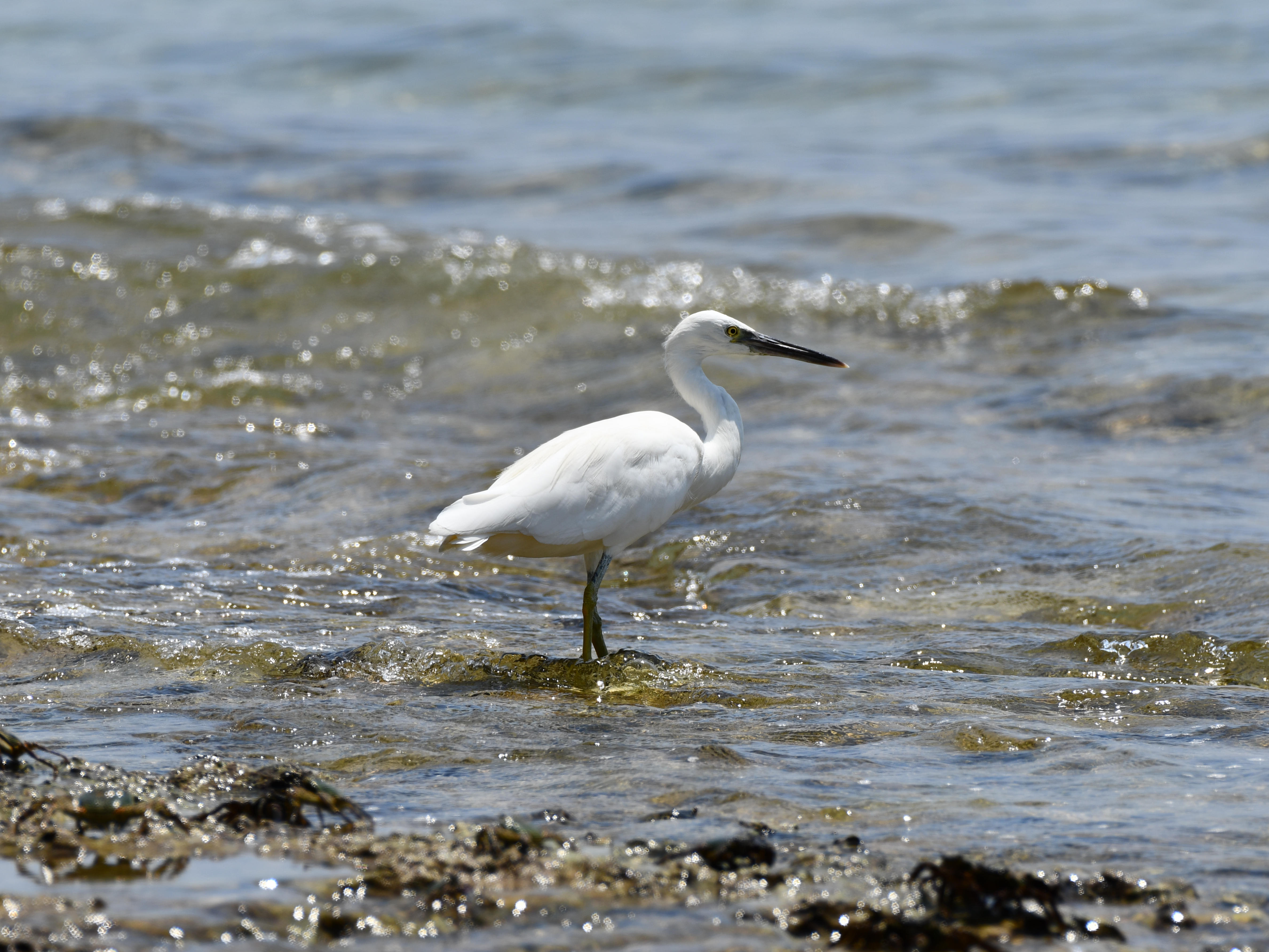#5:
          Pacific Reef-Heron: Light Morph. Taken off the coast in mainland Okinawa.
          f/8 at 500mm - Shutter Speed: 1/500 - ISO: 100
