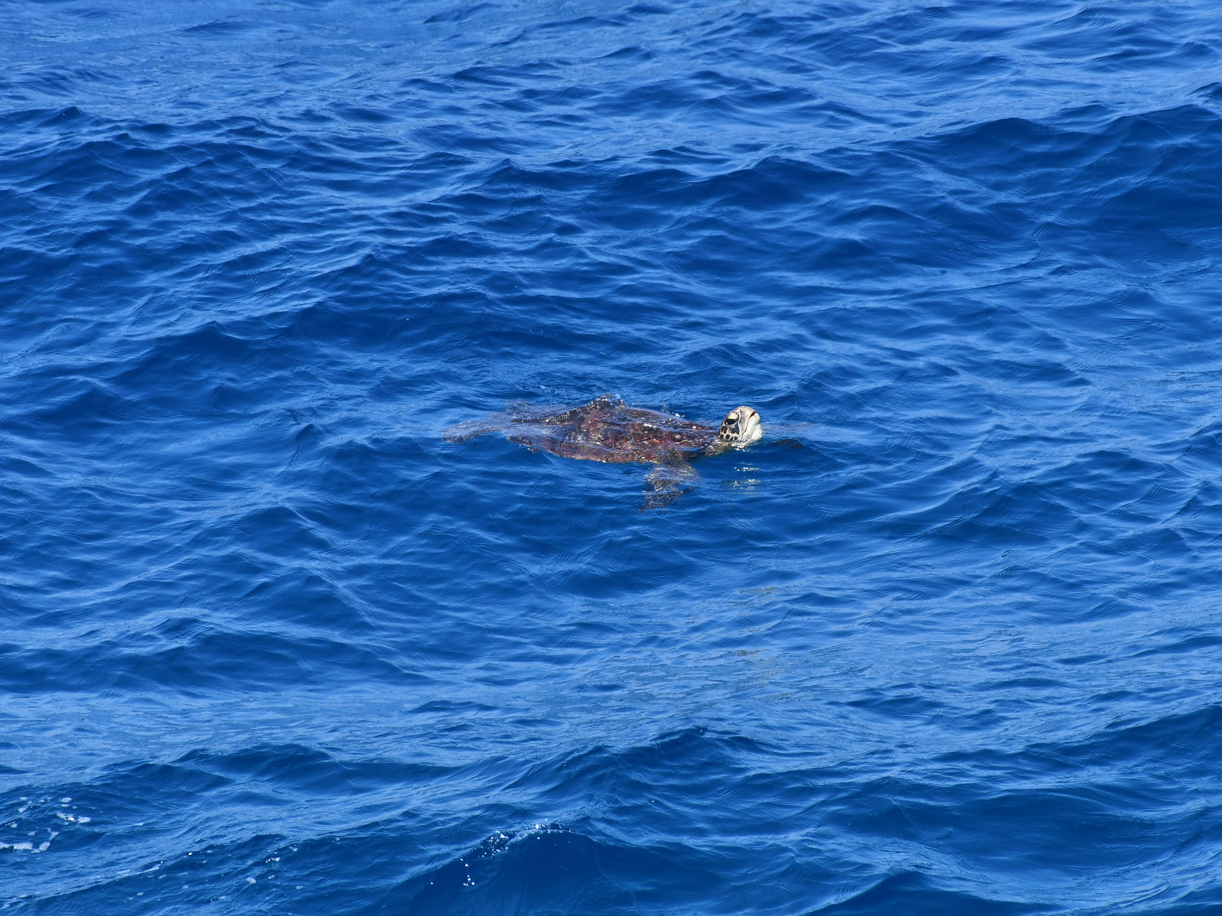 #50:
          Unidenitifed Sea Turtle, Okinawa.
          f/7.1 at 500mm - Shutter Speed: 1/500 - ISO: 200
