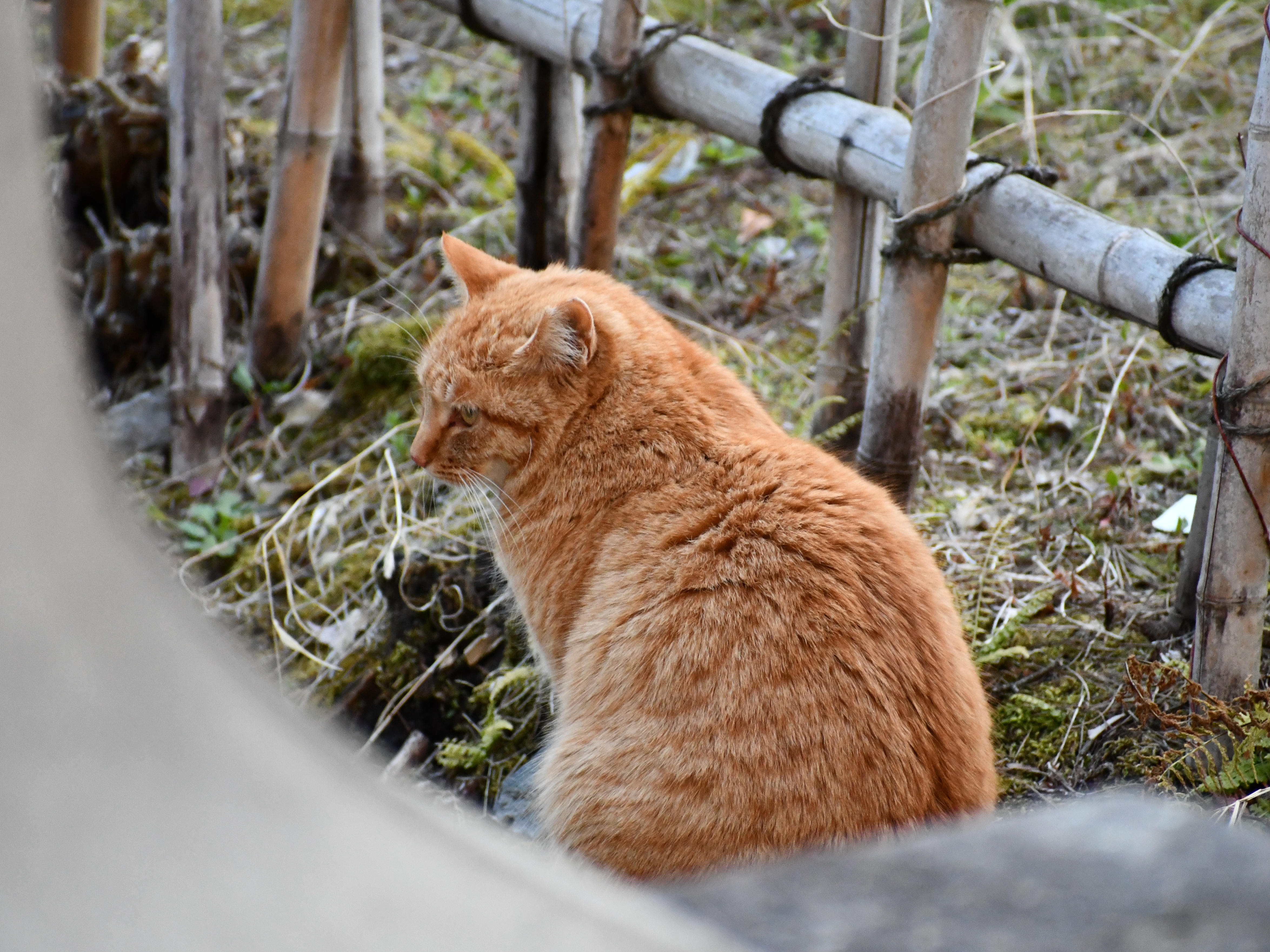 #7:
          Not a bird, but an orange cat from Nagano.
          f/6.3 at 300mm - Shutter Speed: 1/250 - ISO: 3,200