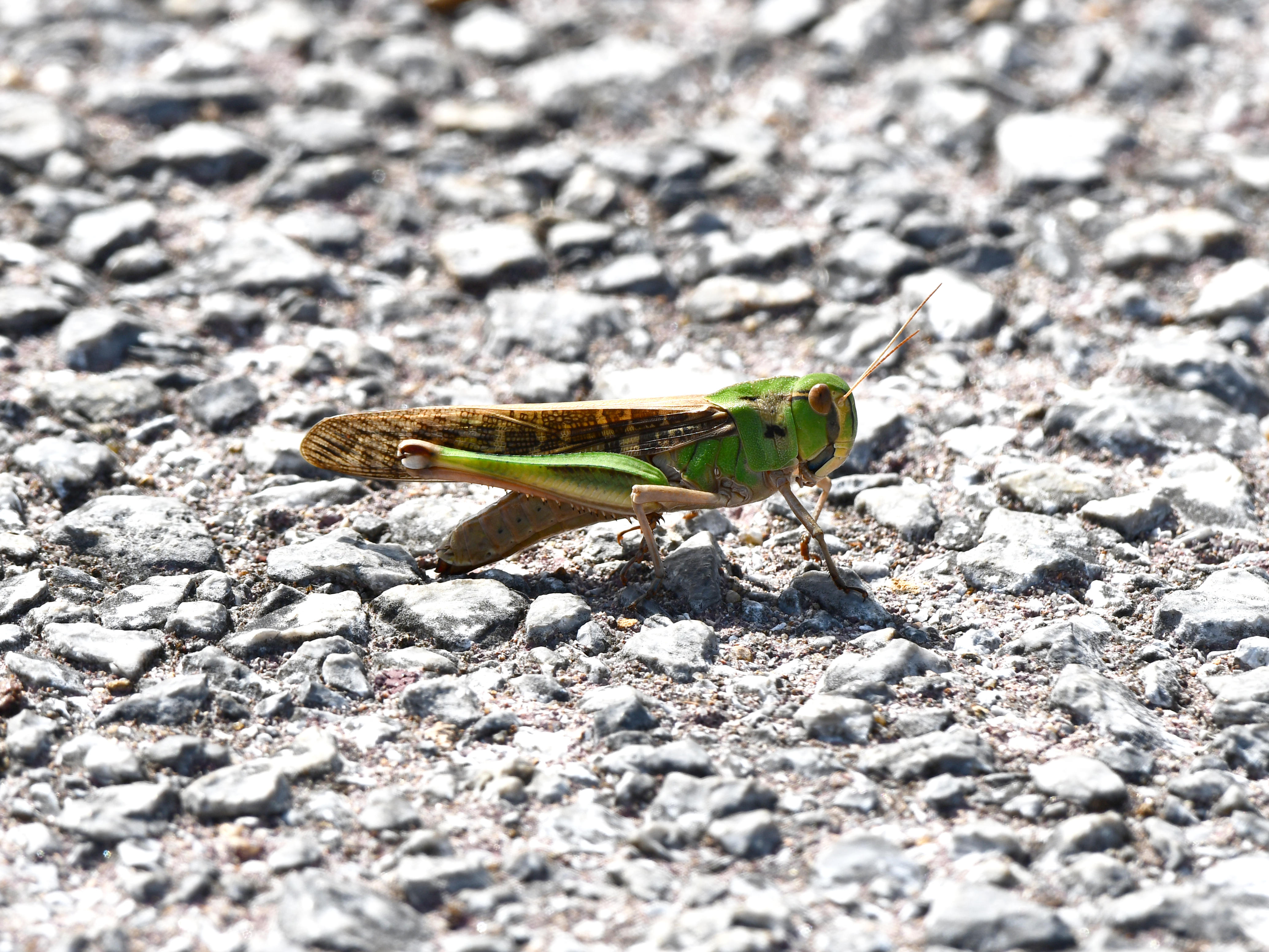 #76:
          STAY TUNED...
          f/ at mm - Shutter Speed: - ISO: