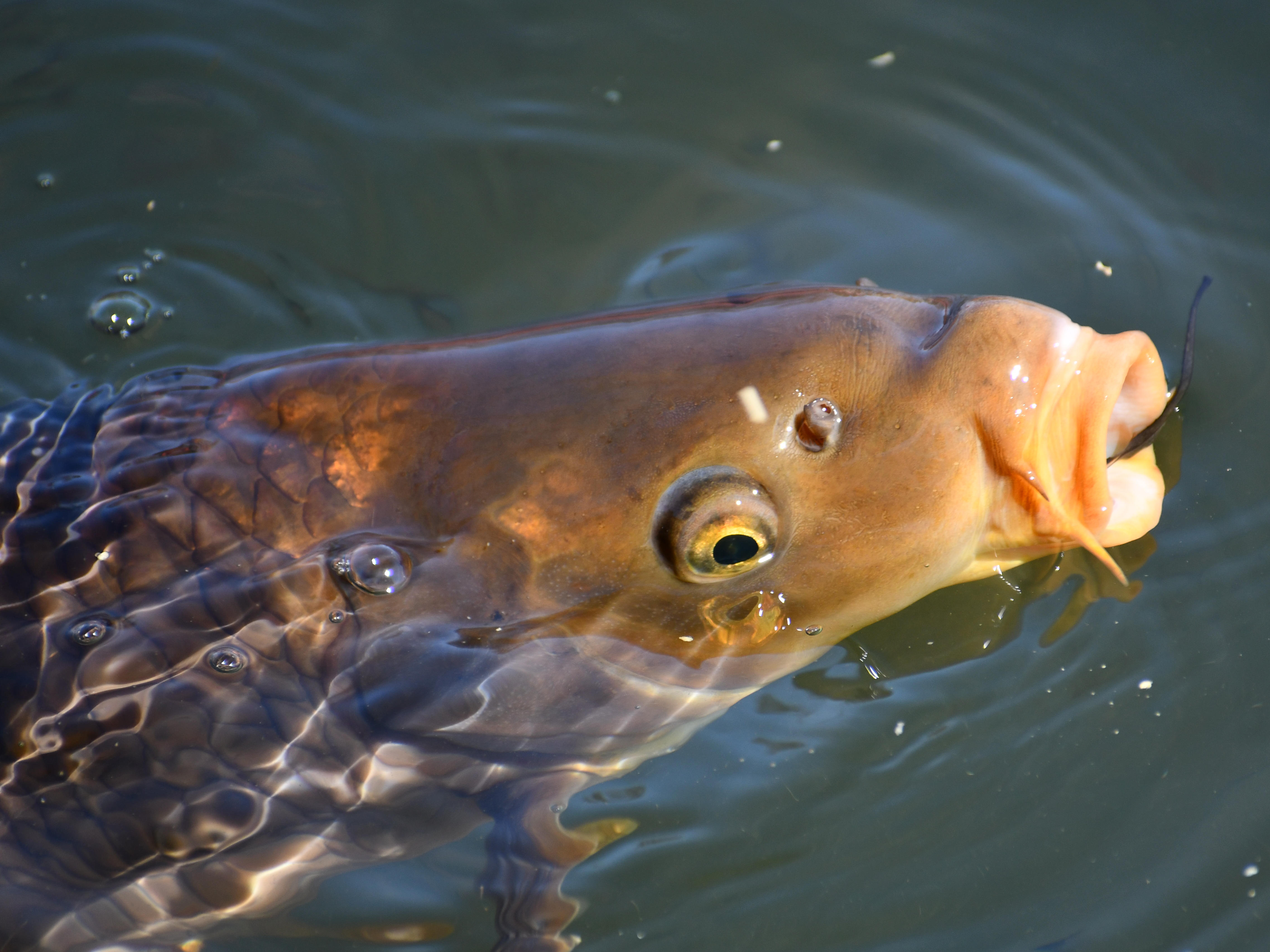 #8:
          Unidenitifed Carp. Nagano City.
          f/6.3 at 300mm - Shutter Speed: 1/500 - ISO 320: