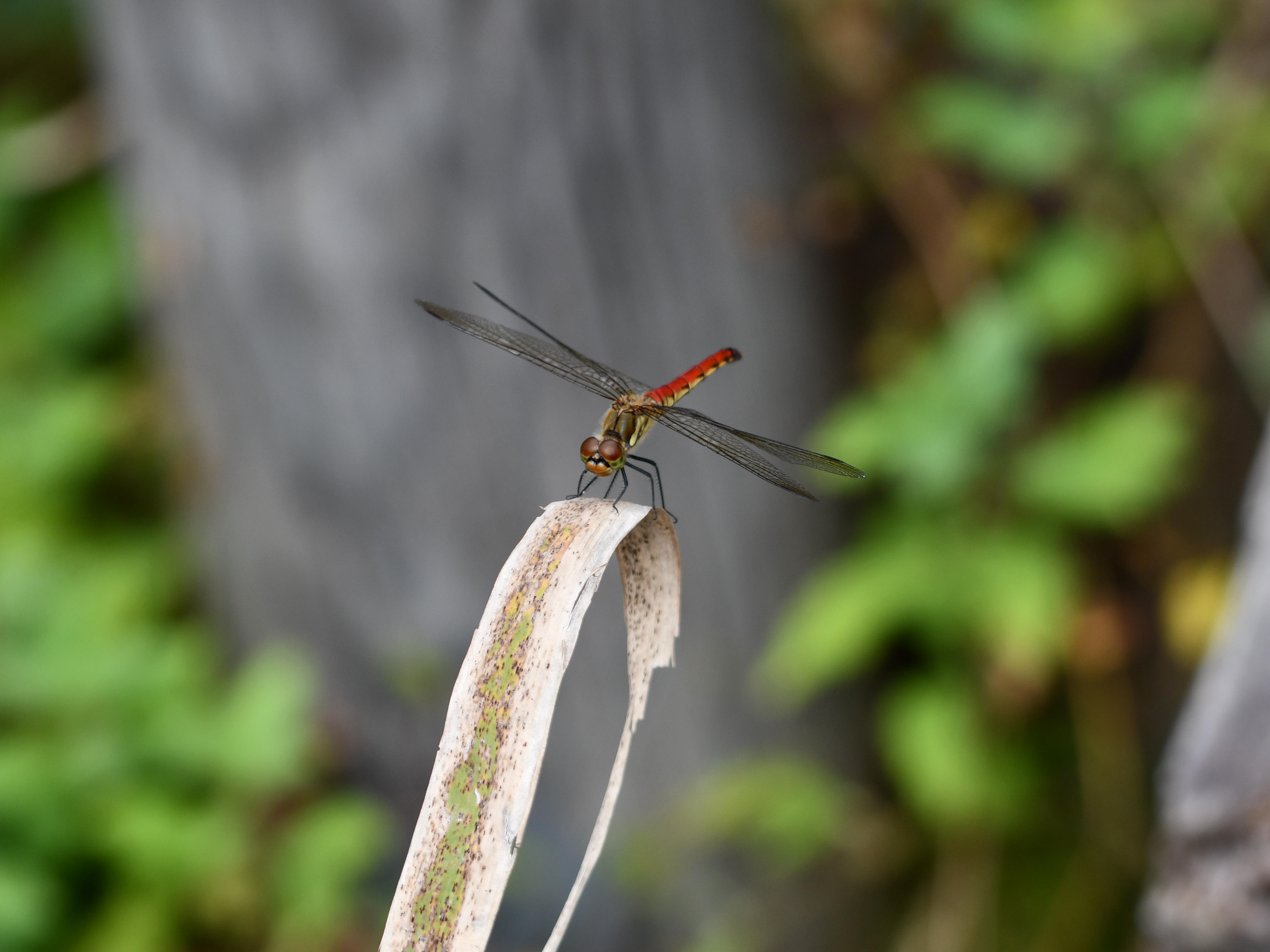 #82:
          STAY TUNED...
          f/ at mm - Shutter Speed: - ISO: