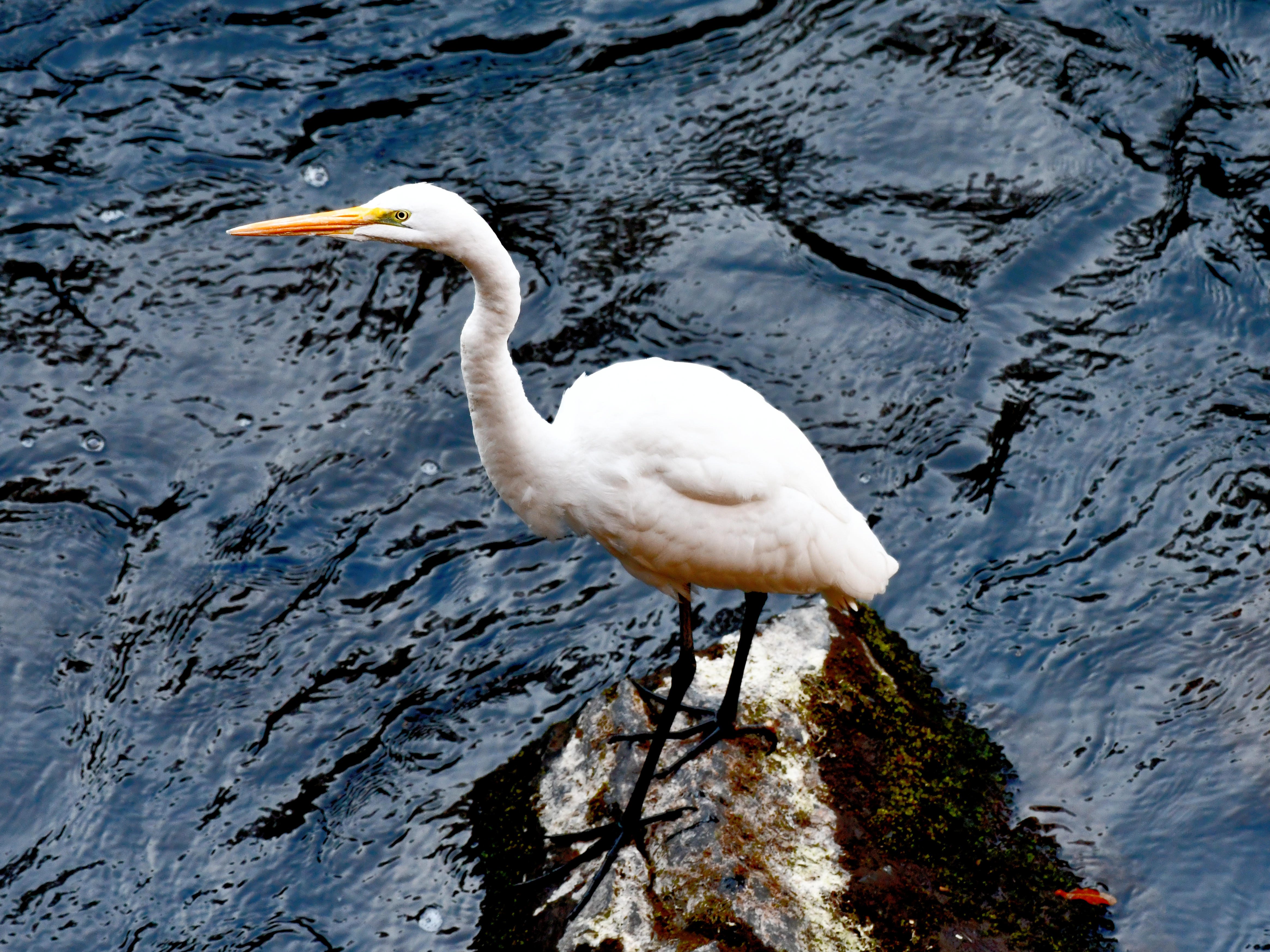 #95:
    Great Egret, Gunma.
    f/5.6 at 370mm - Shutter Speed: 1/250 - ISO: 1400